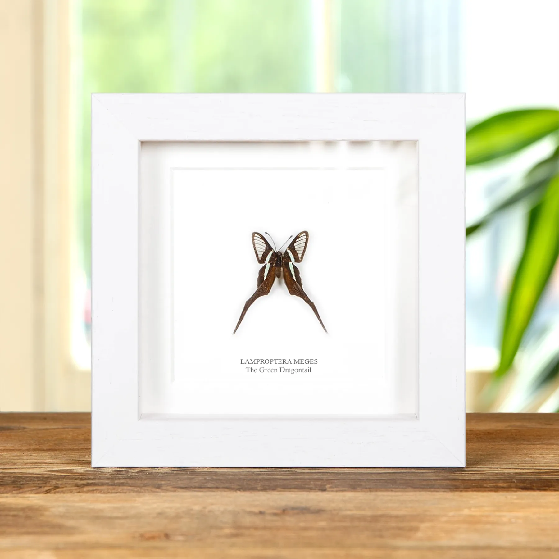 The Green Dragontail Butterfly In Box Frame (Lamproptera meges) Minibeast The Green Dragontail Butterfly In Box Frame (Lamproptera meges)