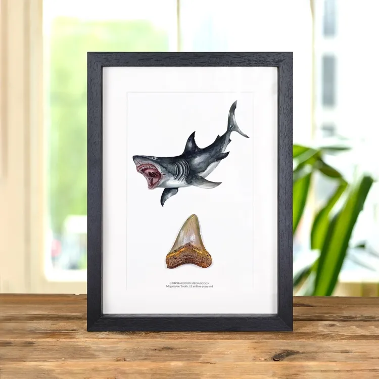 3 Inch Megalodon Shark Tooth & Illustration (Carcharodon megalodon) Fossil In Box Frame