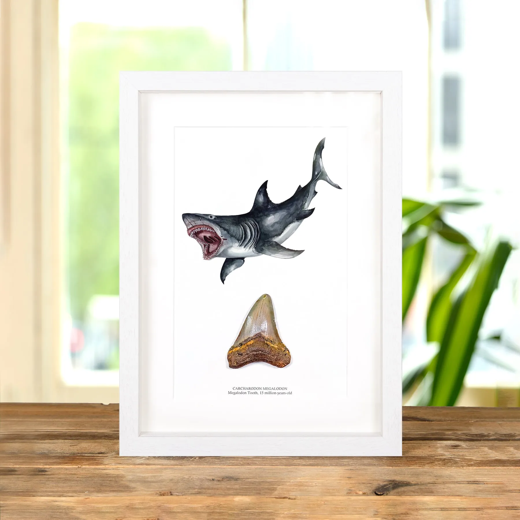 3 Inch Megalodon Shark Tooth & Illustration (Carcharodon megalodon) Fossil In Box Frame