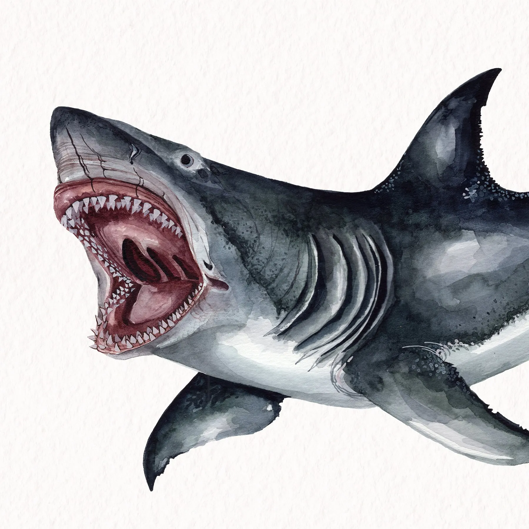 3 Inch Megalodon Shark Tooth & Illustration (Carcharodon megalodon) Fossil In Box Frame