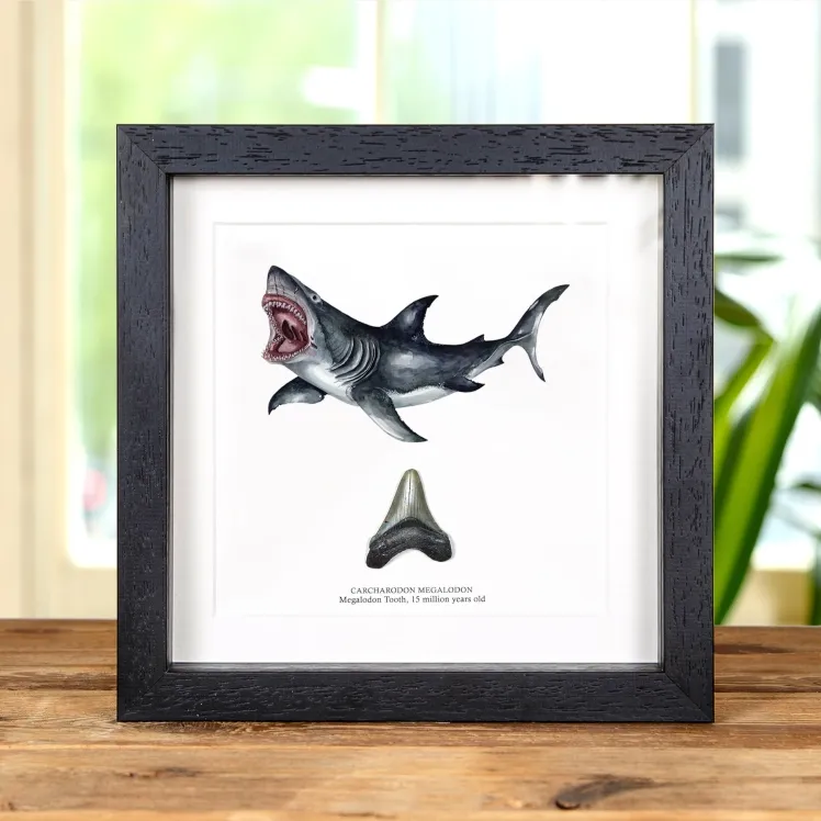 2 Inch Megalodon Shark Tooth & Illustration (Carcharodon megalodon) Fossil In Box Frame