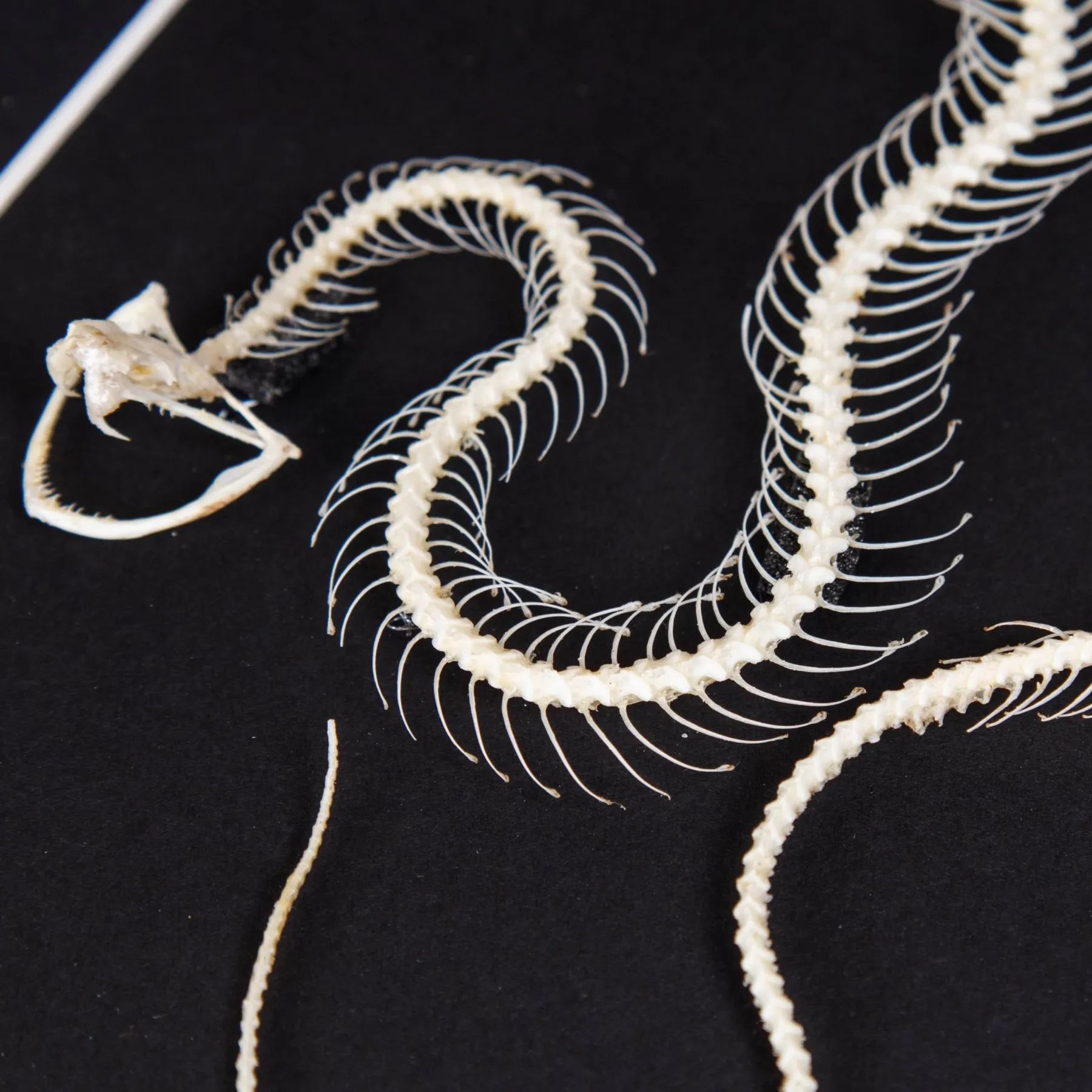 Minibeast Scheletro di vipera delle fosse dalle labbra bianche in cornice (Trimeresurus albolabris)