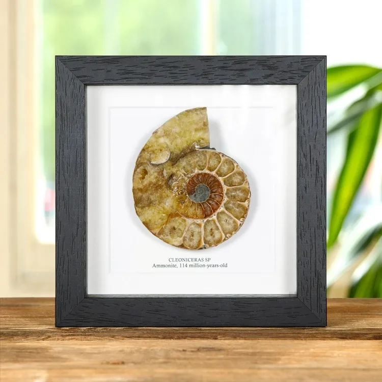 <strong>Cut & Polished Ammonite Fossil In Box Frame (Cleoniceras sp)</strong><br>Price: £35.99<br>Frame Size: 6 x 6 Cut & Polished Ammonite Fossil In Box Frame (Cleoniceras sp)