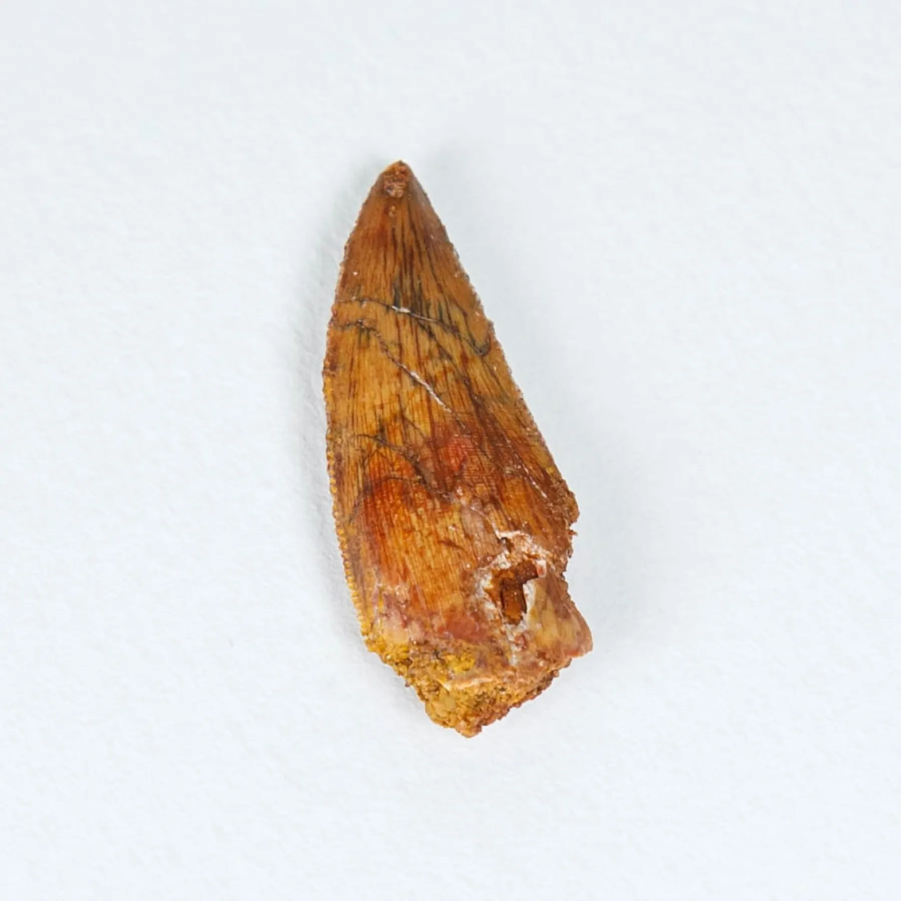 Minibeast Fossile de Dent de Dinosaure Raptor Delta Runner dans un Cadre (Deltadromeus agilis)