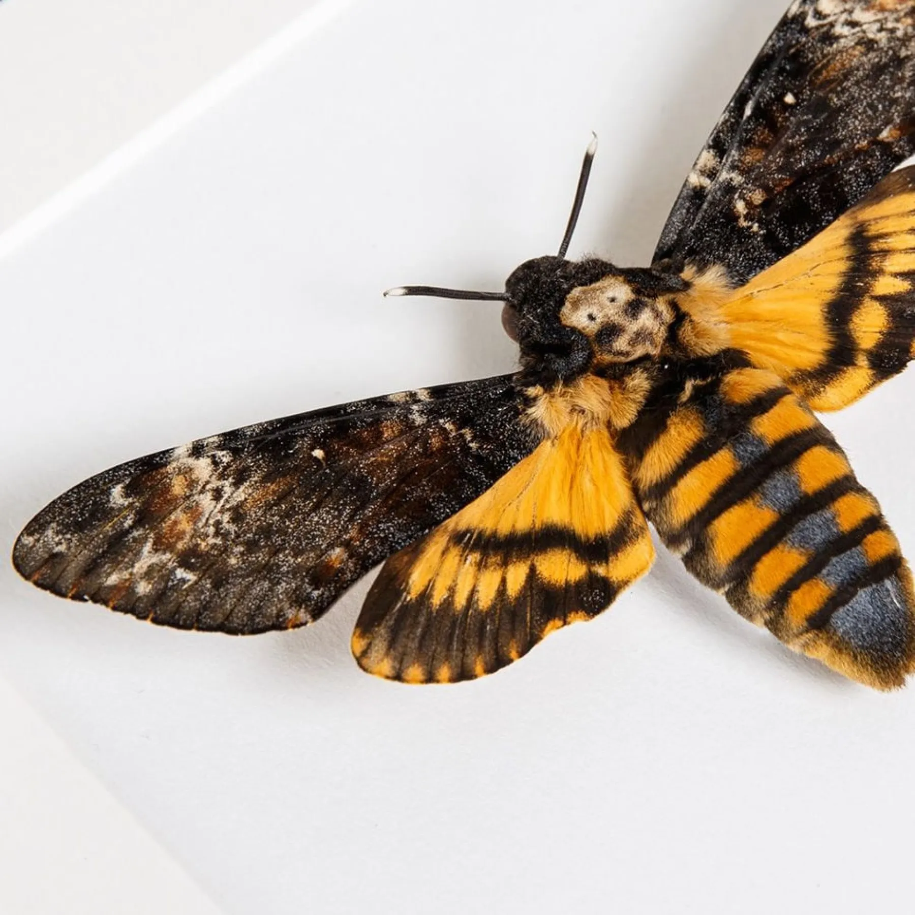 Minibeast Eulenfalter Trio im Rahmen (Acherontia atropos, Sphinx ligustri & Daphnis nerii)