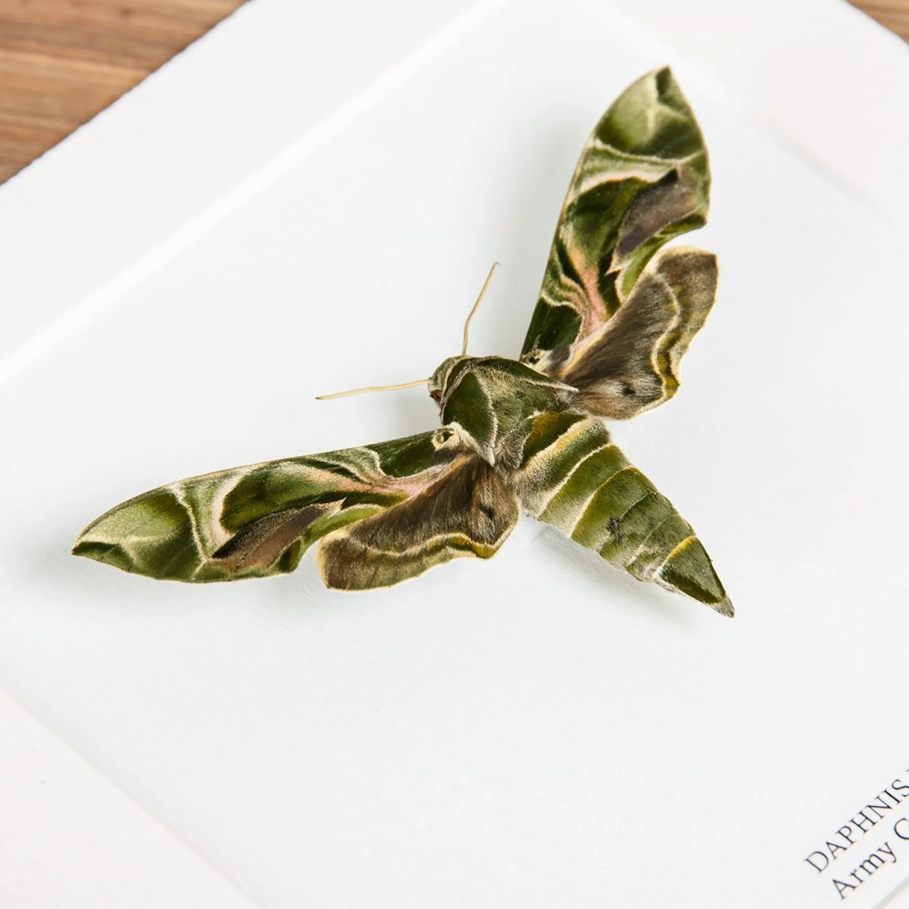 Minibeast Eulenfalter Trio im Rahmen (Acherontia atropos, Sphinx ligustri & Daphnis nerii)