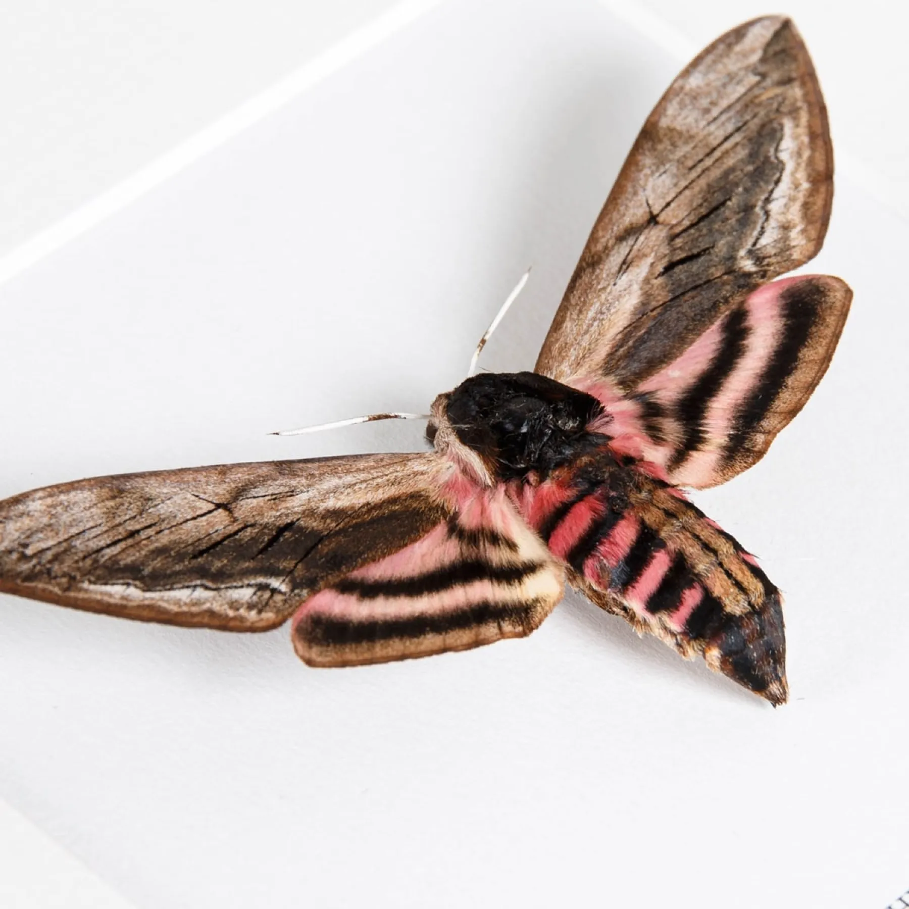 Minibeast Eulenfalter Trio im Rahmen (Acherontia atropos, Sphinx ligustri & Daphnis nerii)