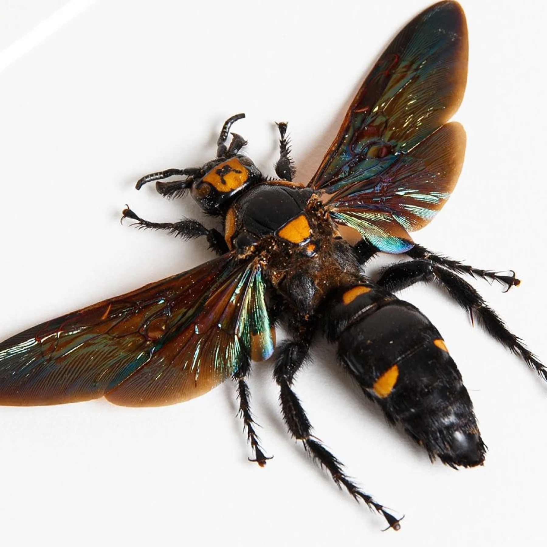 Megascolia The World's Largest Wasps In Box Frame (Megascolia procer, procer javanesis & velutina ducalis) Minibeast Megascolia The World's Largest Wasps In Box Frame (Megascolia procer, procer javanesis & velutina ducalis)