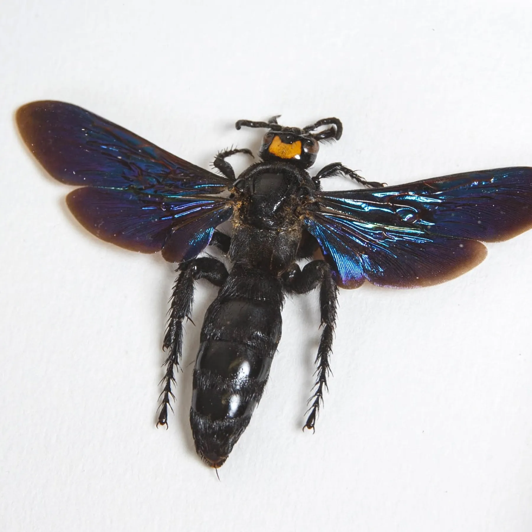 Megascolia The World's Largest Wasps In Box Frame (Megascolia procer, procer javanesis & velutina ducalis) Minibeast Megascolia The World's Largest Wasps In Box Frame (Megascolia procer, procer javanesis & velutina ducalis)