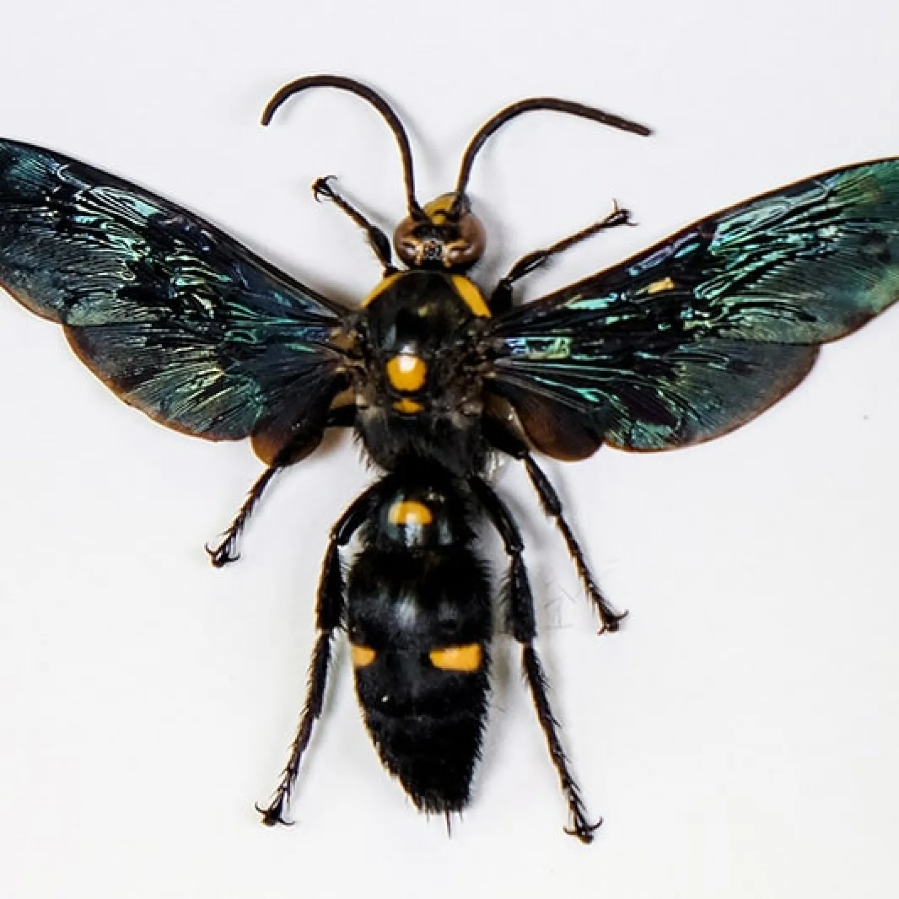 Megascolia The World's Largest Wasps In Box Frame (Megascolia procer, procer javanesis & velutina ducalis) Minibeast Megascolia The World's Largest Wasps In Box Frame (Megascolia procer, procer javanesis & velutina ducalis)