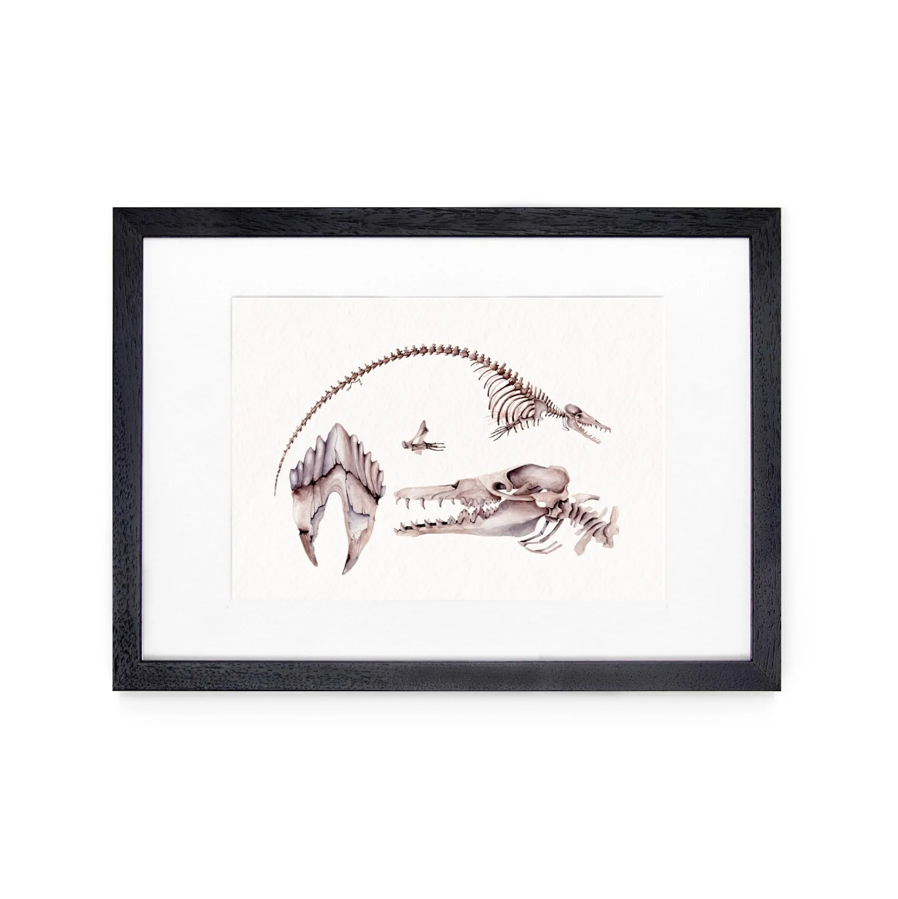 Minibeast Stampa Giclée ad acquerello del dinosauro Platyosphys paulsoni