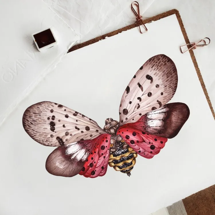 Spotted Lanternfly (Lycorma delicatula) Watercolour Giclée Print