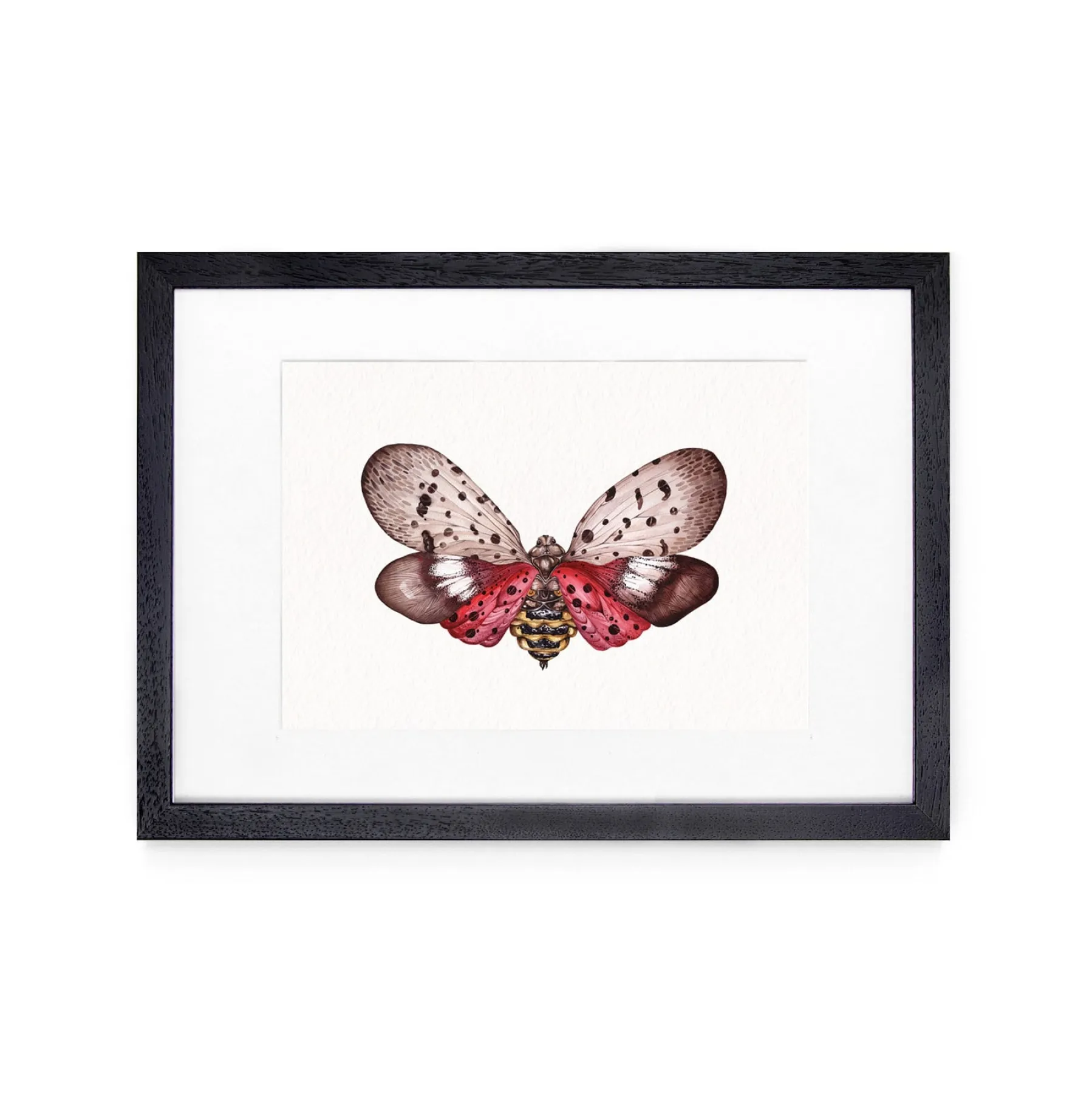 Minibeast Impression Giclée Aquarelle de la Mouche Lanternne Tachetée (Lycorma delicatula)