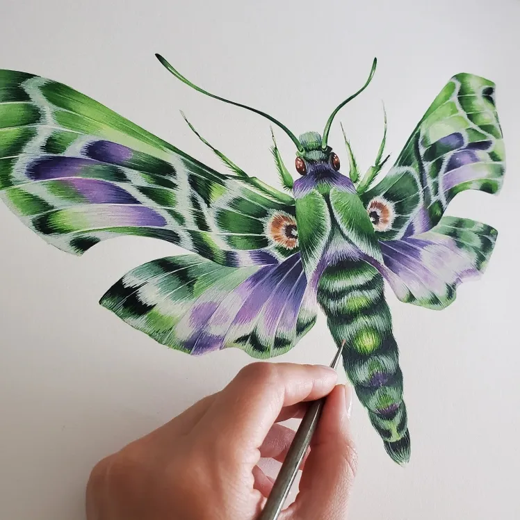Army Green Moth (Daphnis nerii) Watercolour Giclée Print
