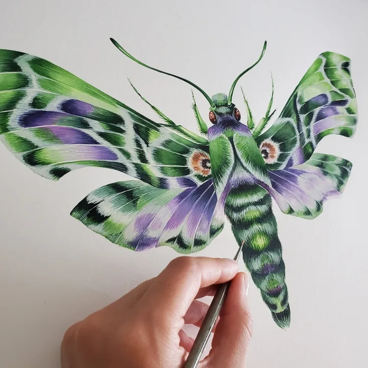 Army Green Moth (Daphnis nerii) Watercolour Giclée Print