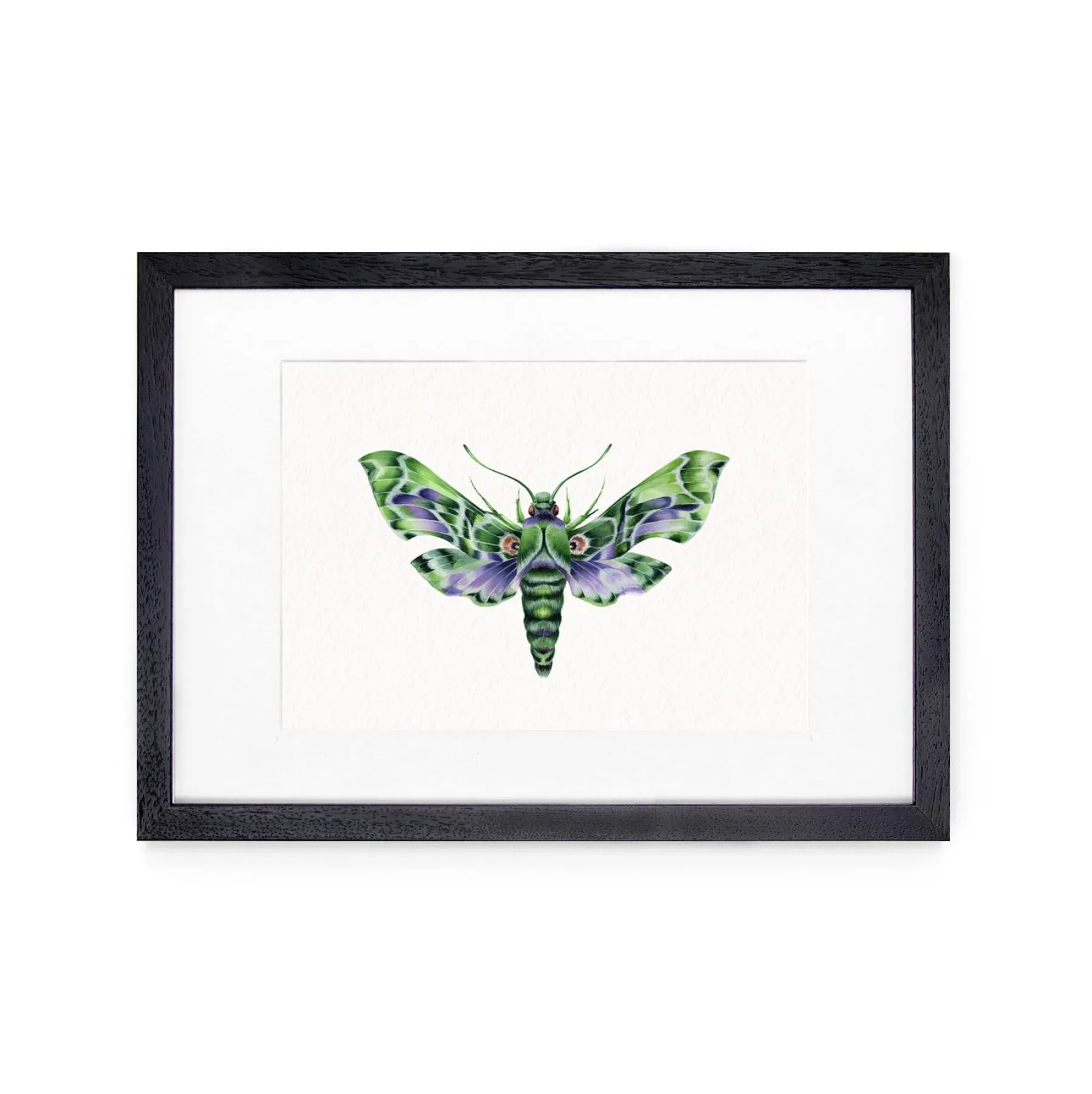Minibeast Papillon de nuit vert armée (Daphnis nerii) impression giclée à l'aquarelle
