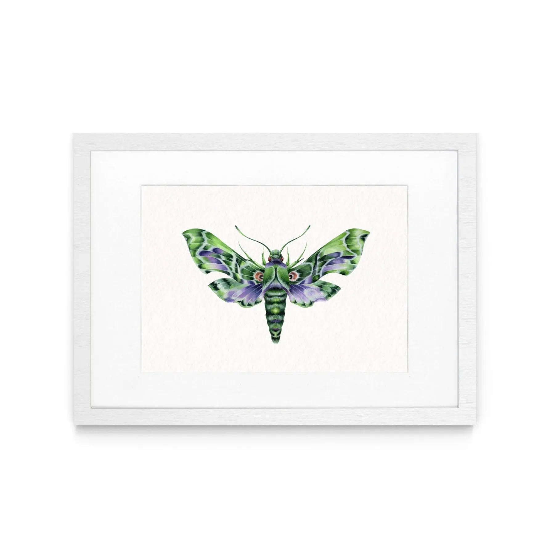 Minibeast Papillon de nuit vert armée (Daphnis nerii) impression giclée à l'aquarelle