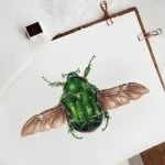 Minibeast Rose Chafer (Cetonia aurata) Watercolour Giclée Print