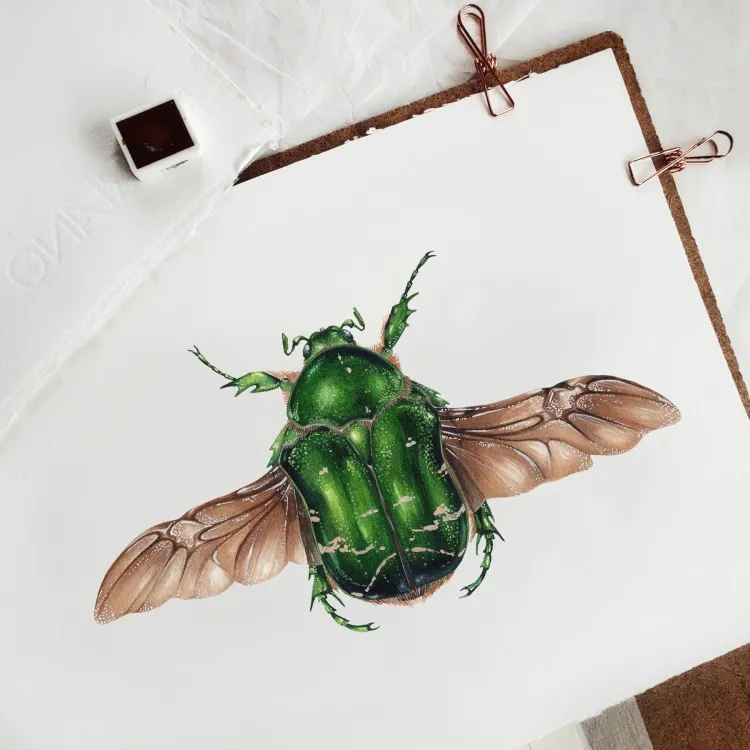 Rose Chafer (Cetonia aurata) Watercolour Giclée Print