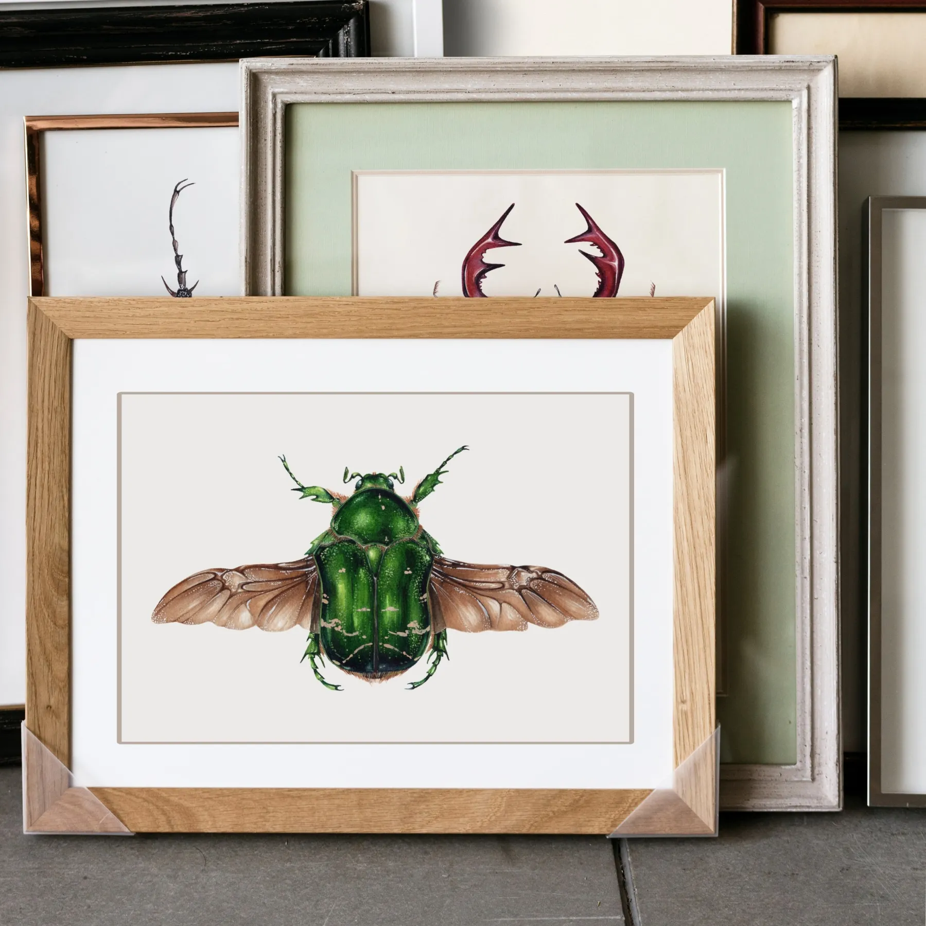 Rose Chafer (Cetonia aurata) Watercolour Giclée Print