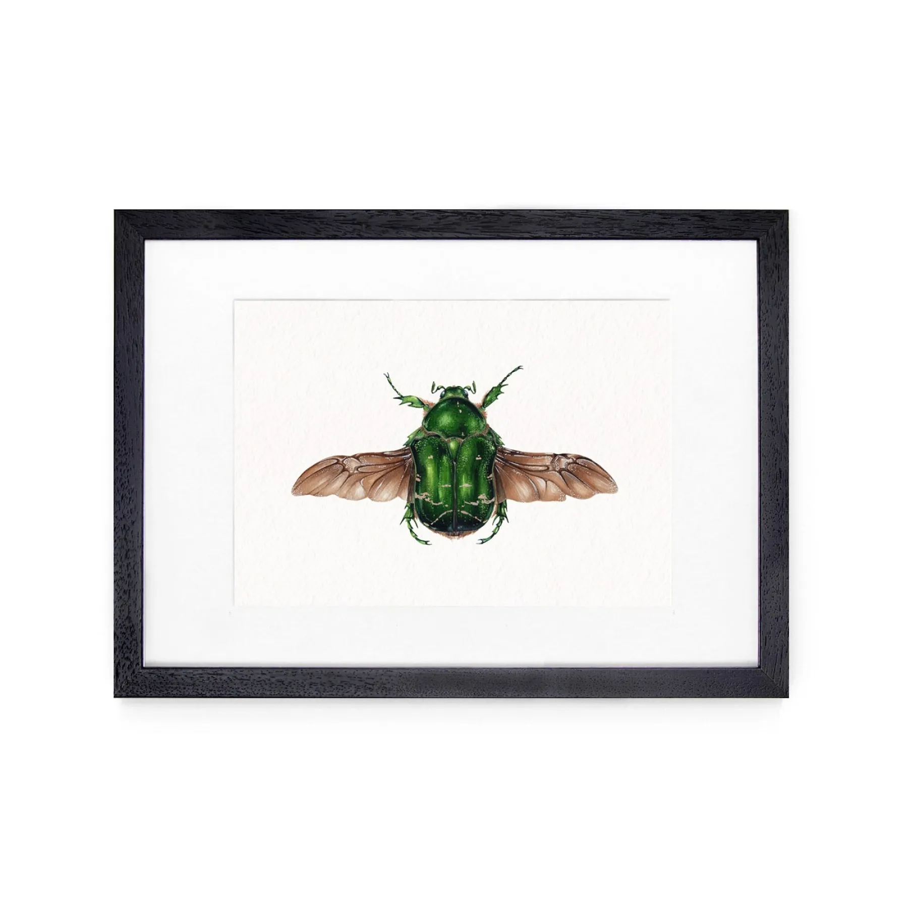 Rose Chafer (Cetonia aurata) Watercolour Giclée Print