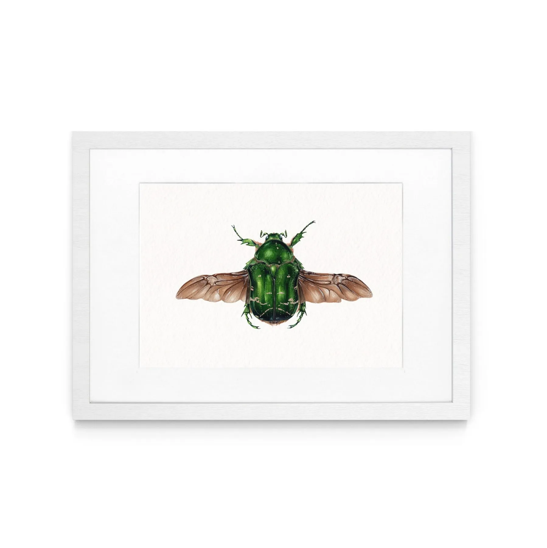 Rose Chafer (Cetonia aurata) Watercolour Giclée Print