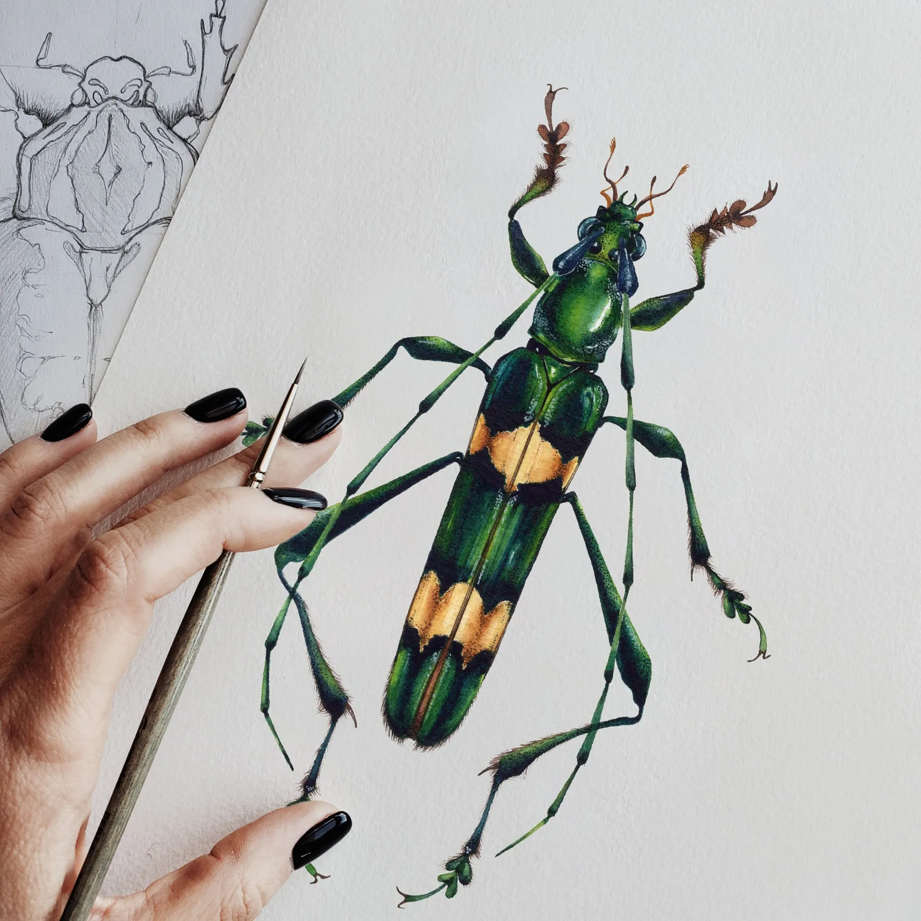 Minibeast Polyzonus flavocinctus Watercolour Giclée Print
