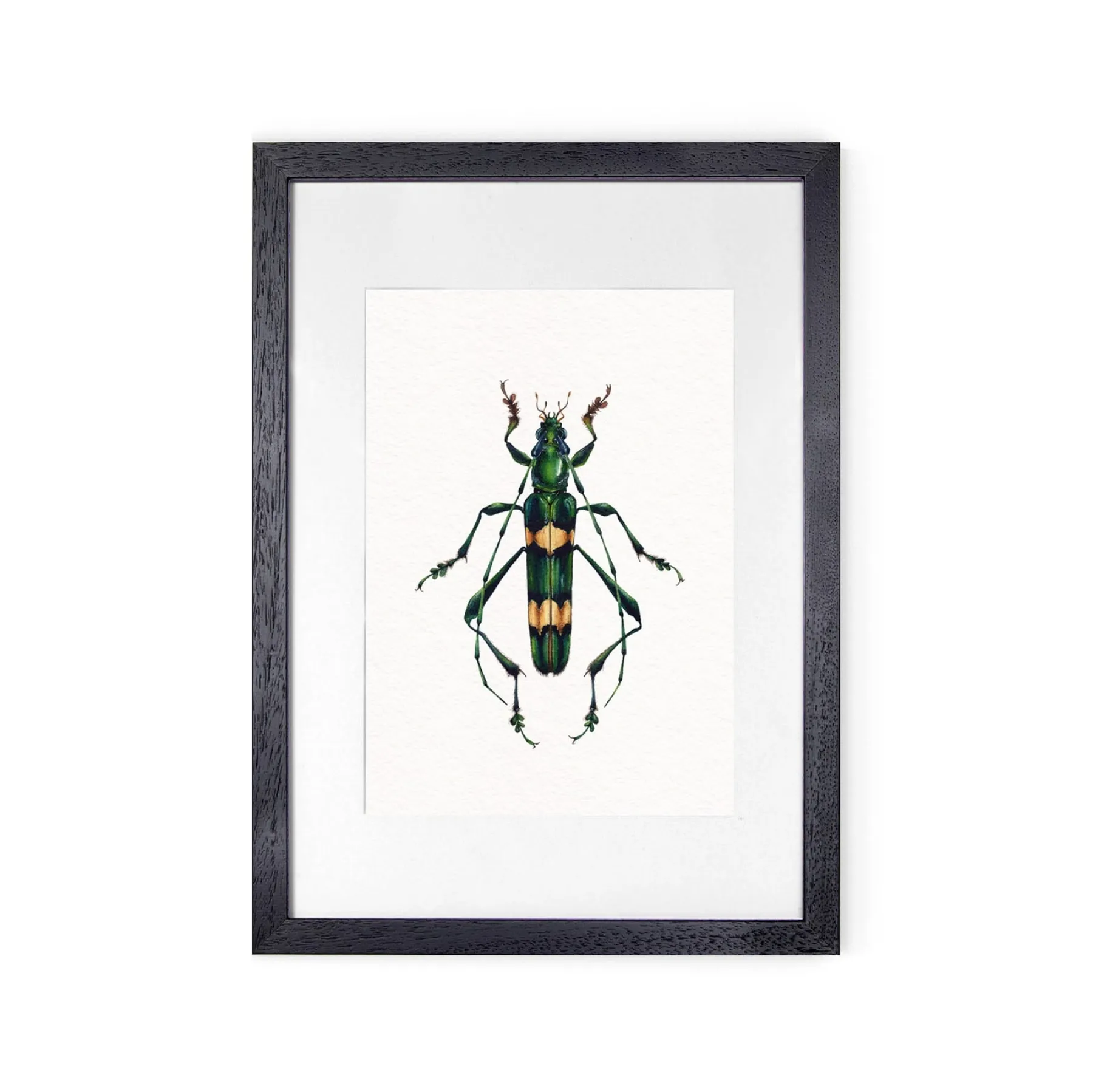 Minibeast Polyzonus flavocinctus Watercolour Giclée Print