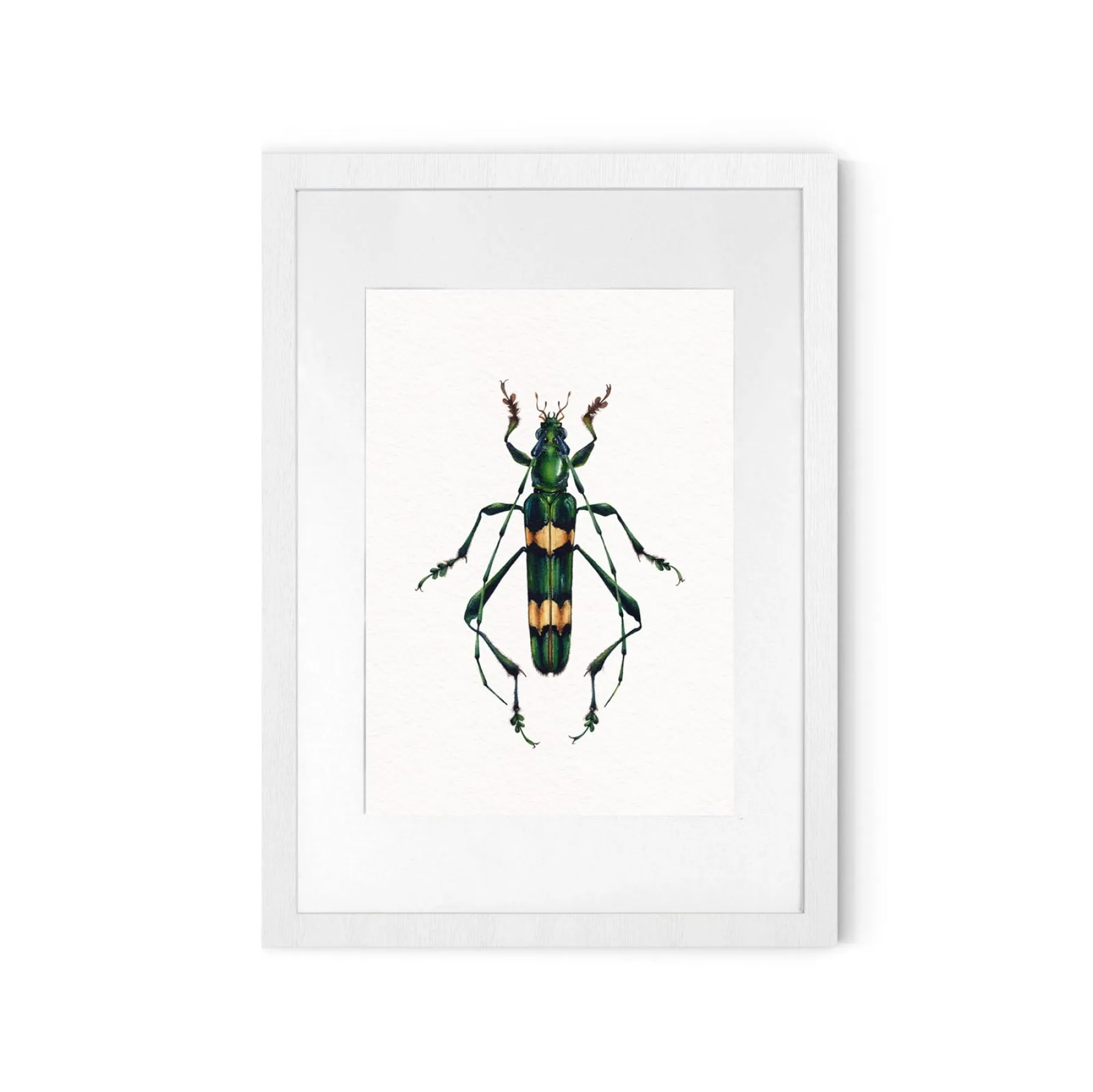 Minibeast Polyzonus flavocinctus Watercolour Giclée Print