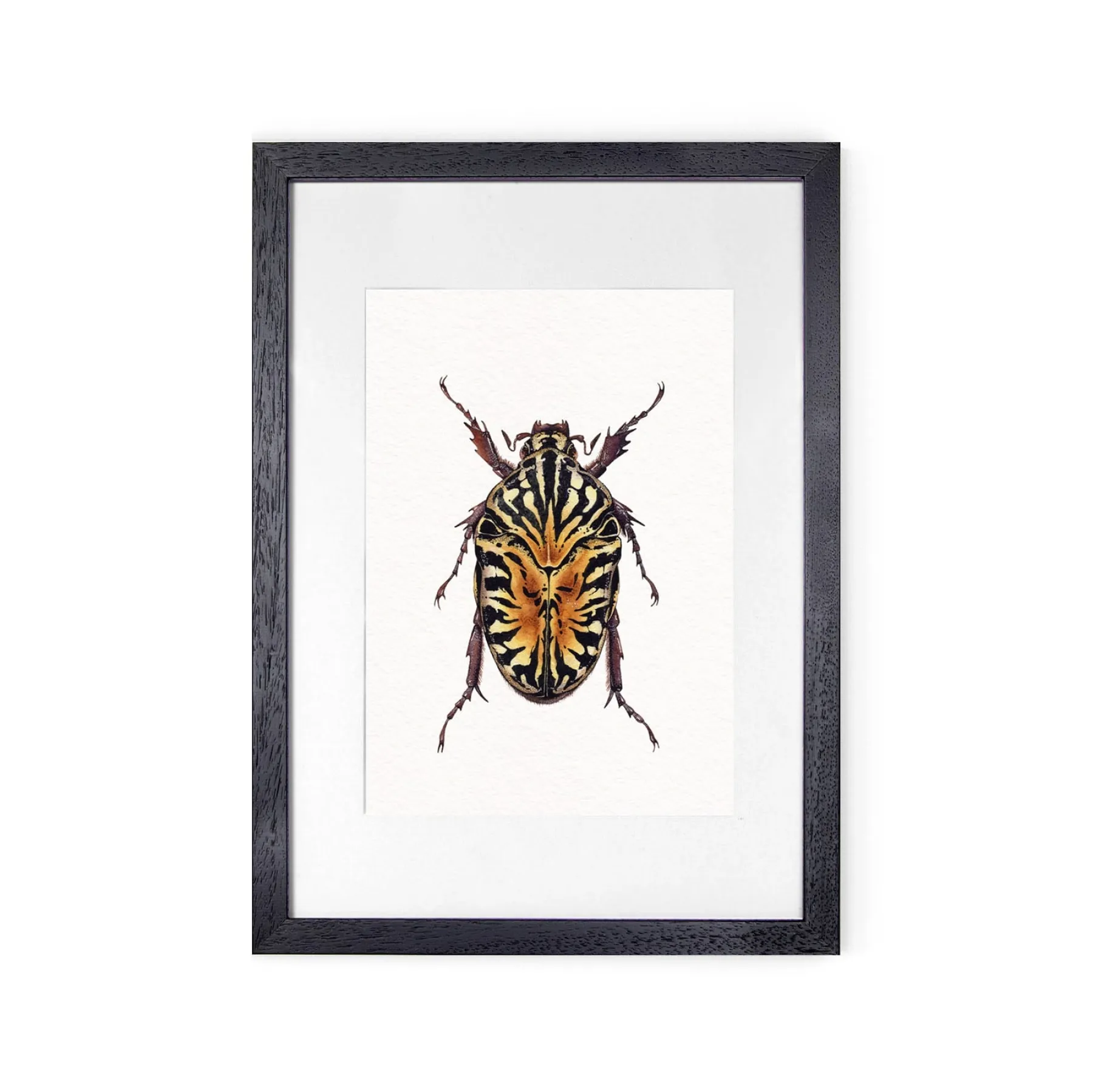 Minibeast Gymnetis Stellata aquarel gicléeprint