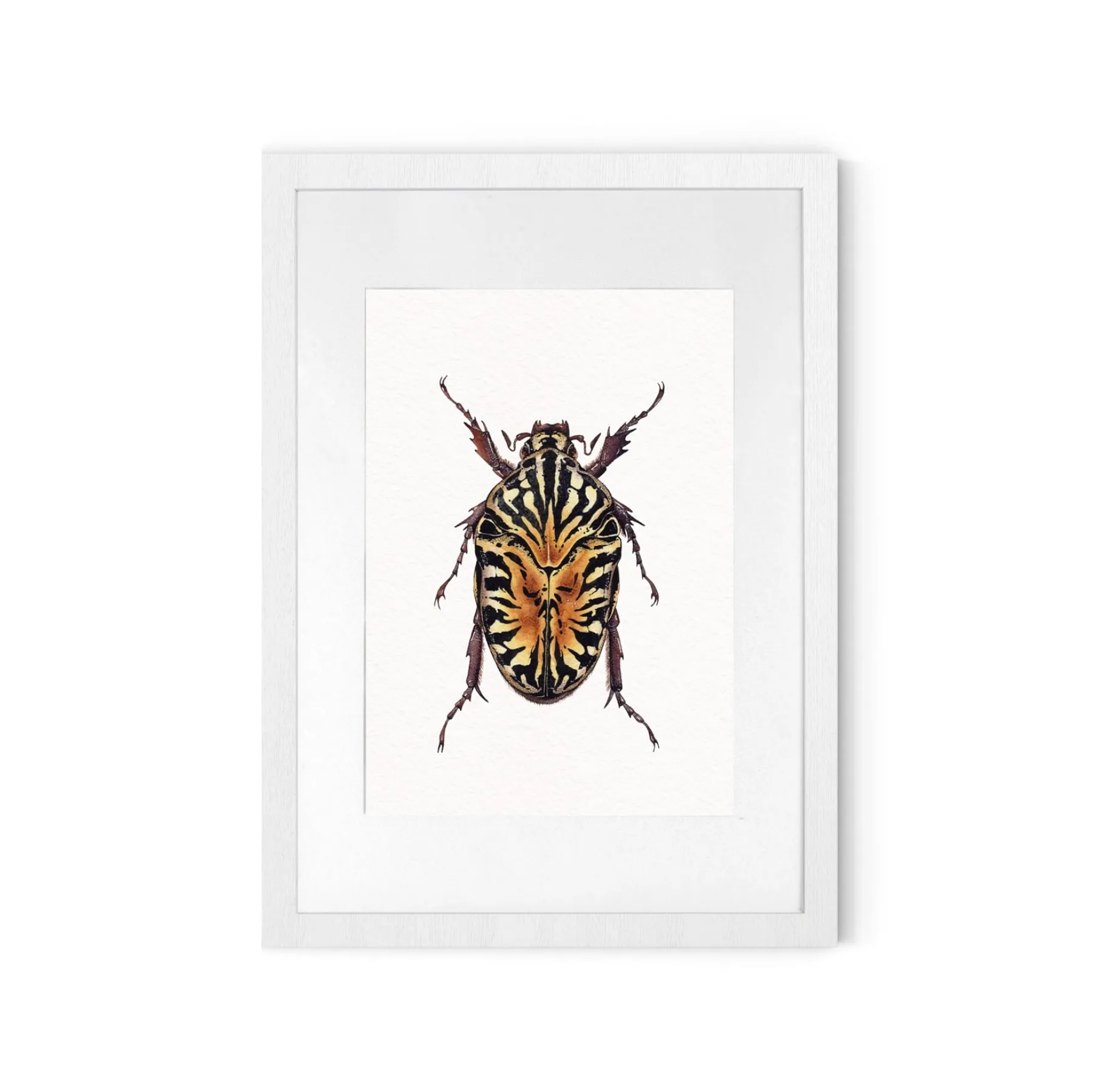Minibeast Gymnetis Stellata aquarel gicléeprint