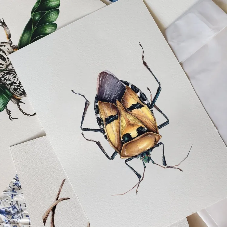 Man-faced Stink Bug (Catacanthus incarnatus) Watercolour Giclée Print
