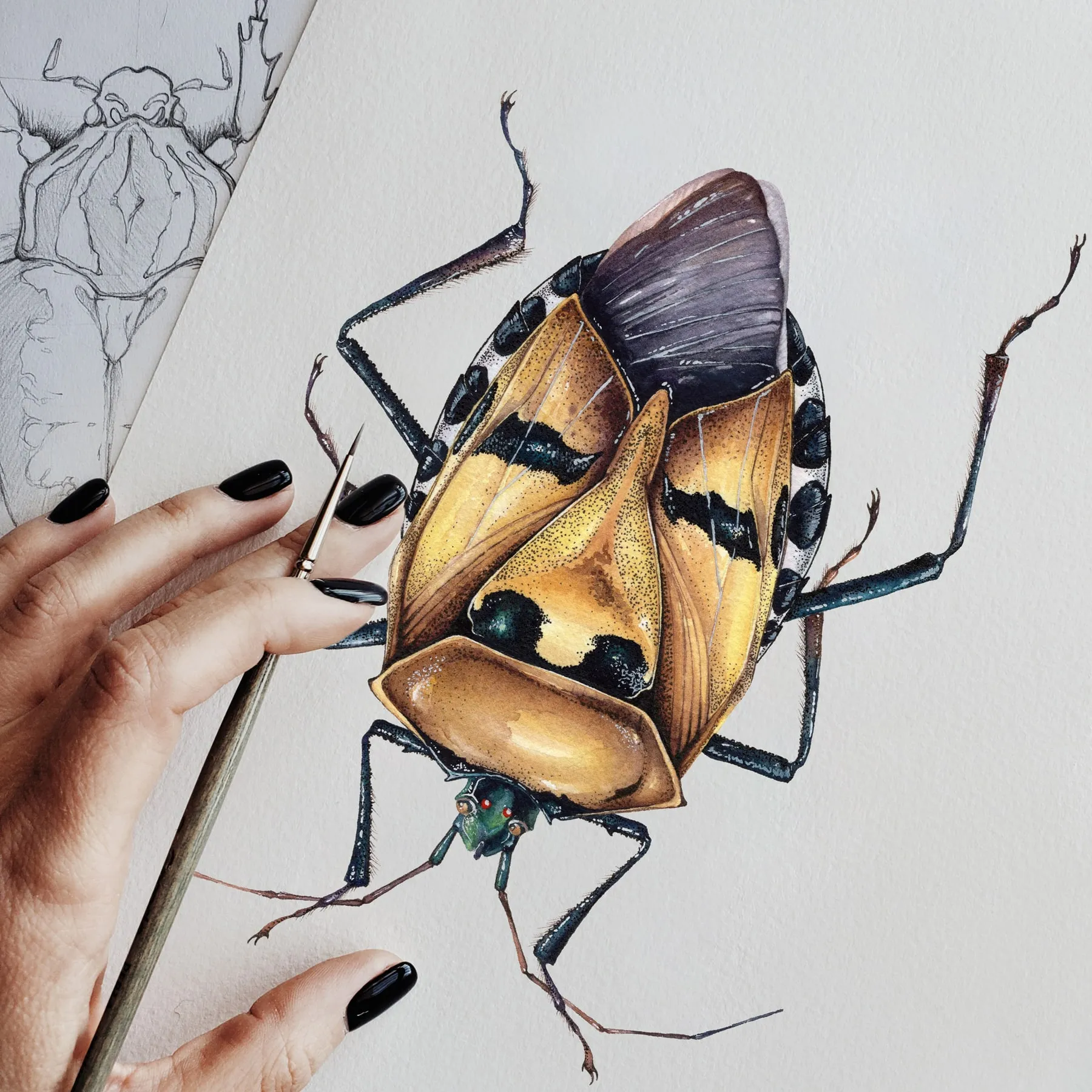 Man-faced Stink Bug (Catacanthus incarnatus) Watercolour Giclée Print Man-faced Stink Bug (Catacanthus incarnatus) Watercolour Giclée Print