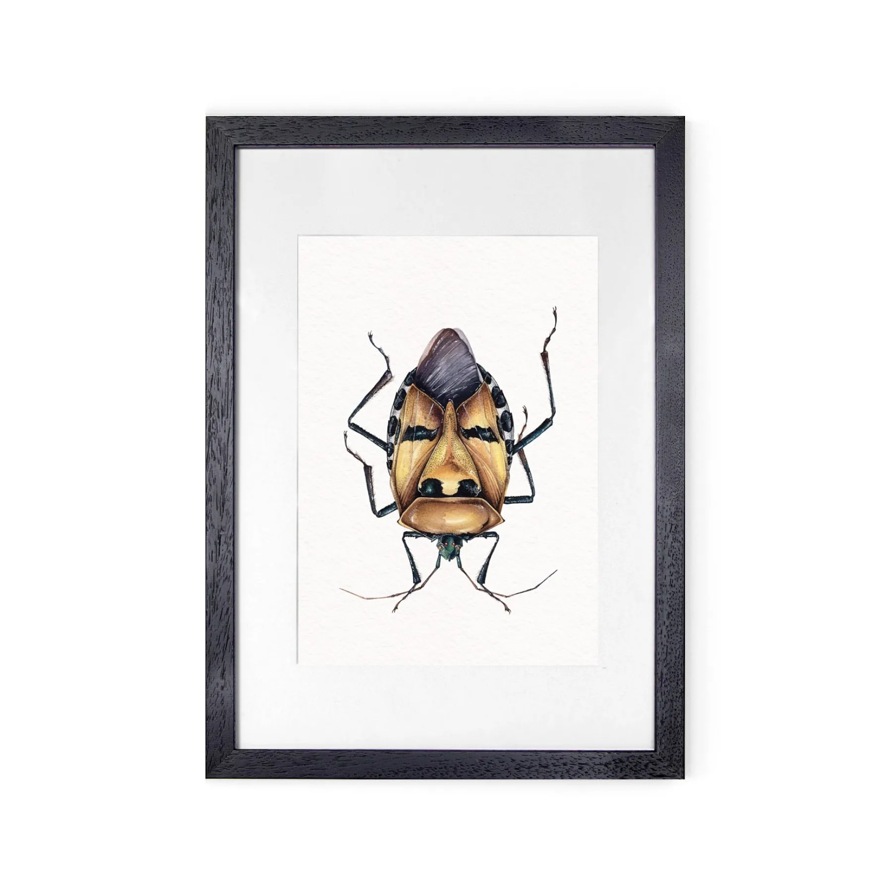 Man-faced Stink Bug (Catacanthus incarnatus) Watercolour Giclée Print Man-faced Stink Bug (Catacanthus incarnatus) Watercolour Giclée Print
