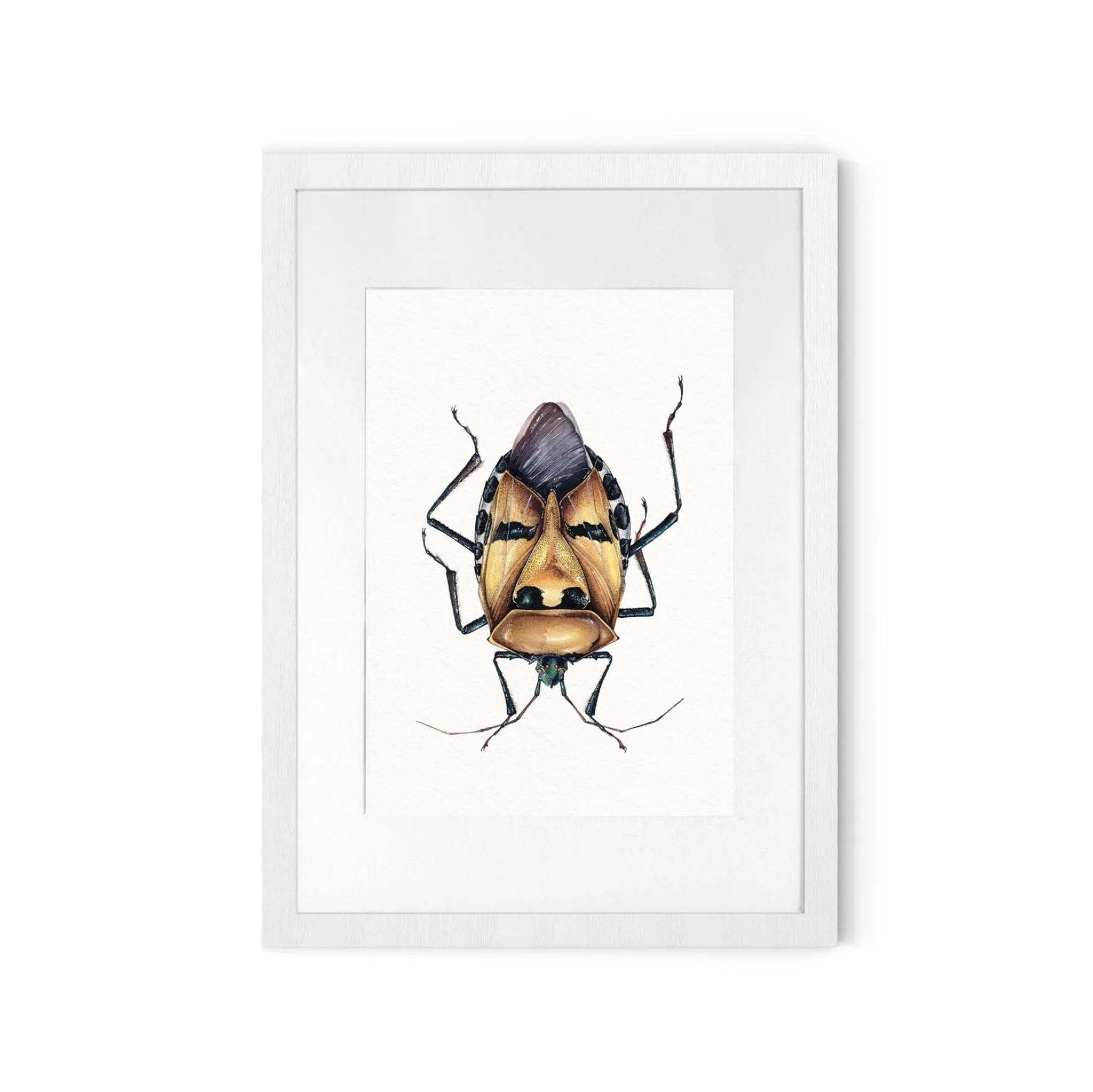 Man-faced Stink Bug (Catacanthus incarnatus) Watercolour Giclée Print Man-faced Stink Bug (Catacanthus incarnatus) Watercolour Giclée Print