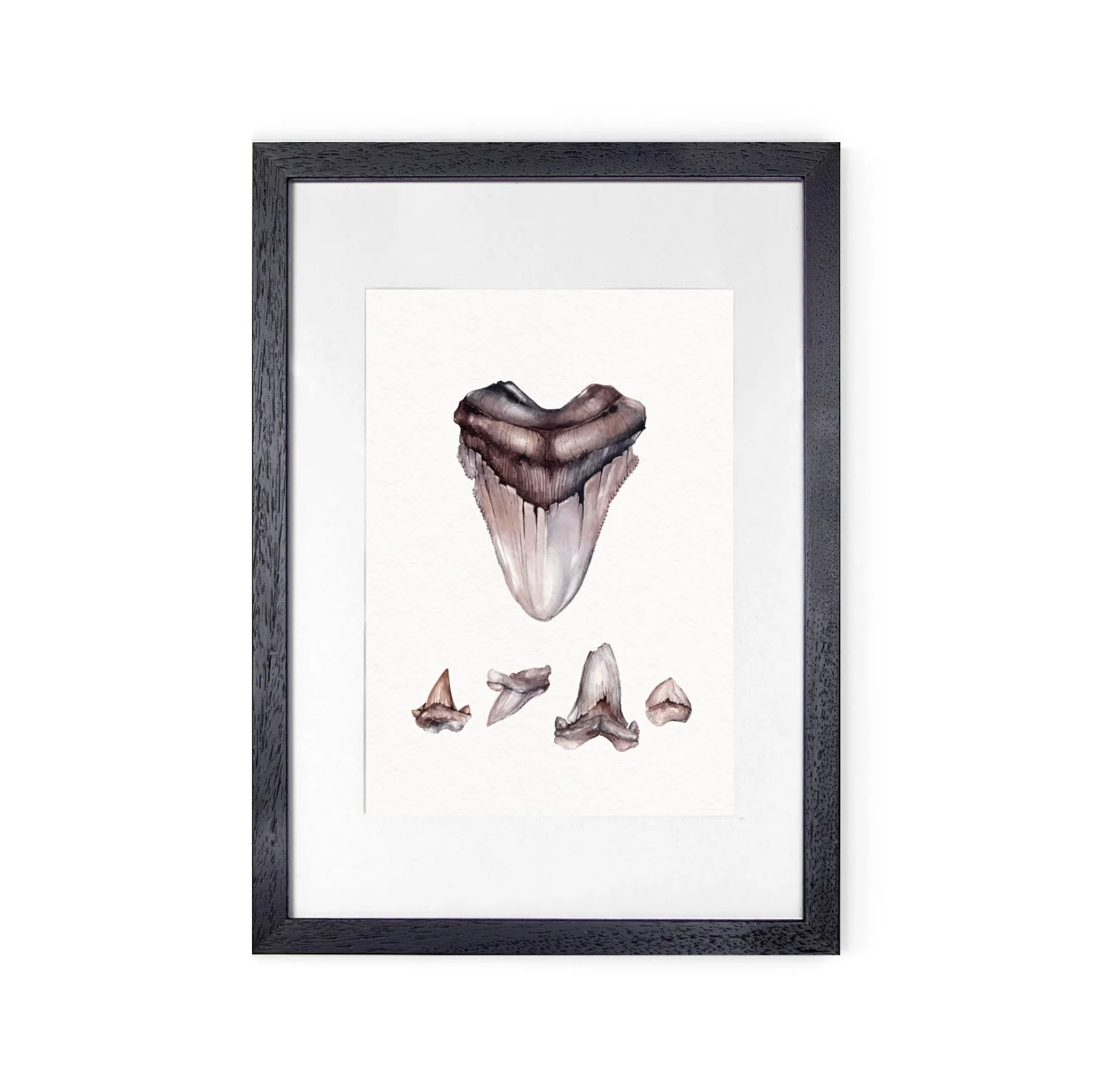 Minibeast Impression Giclée Aquarelle de Requin Glossopètre Ukrainien