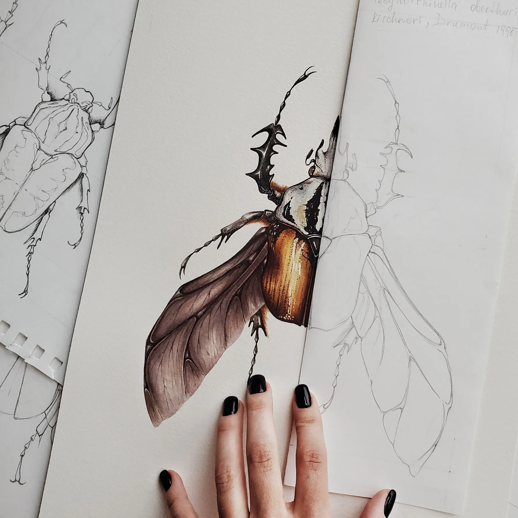 Minibeast African Flower Beetle (Mecynorrhina oberthuri) Watercolour Giclée Print