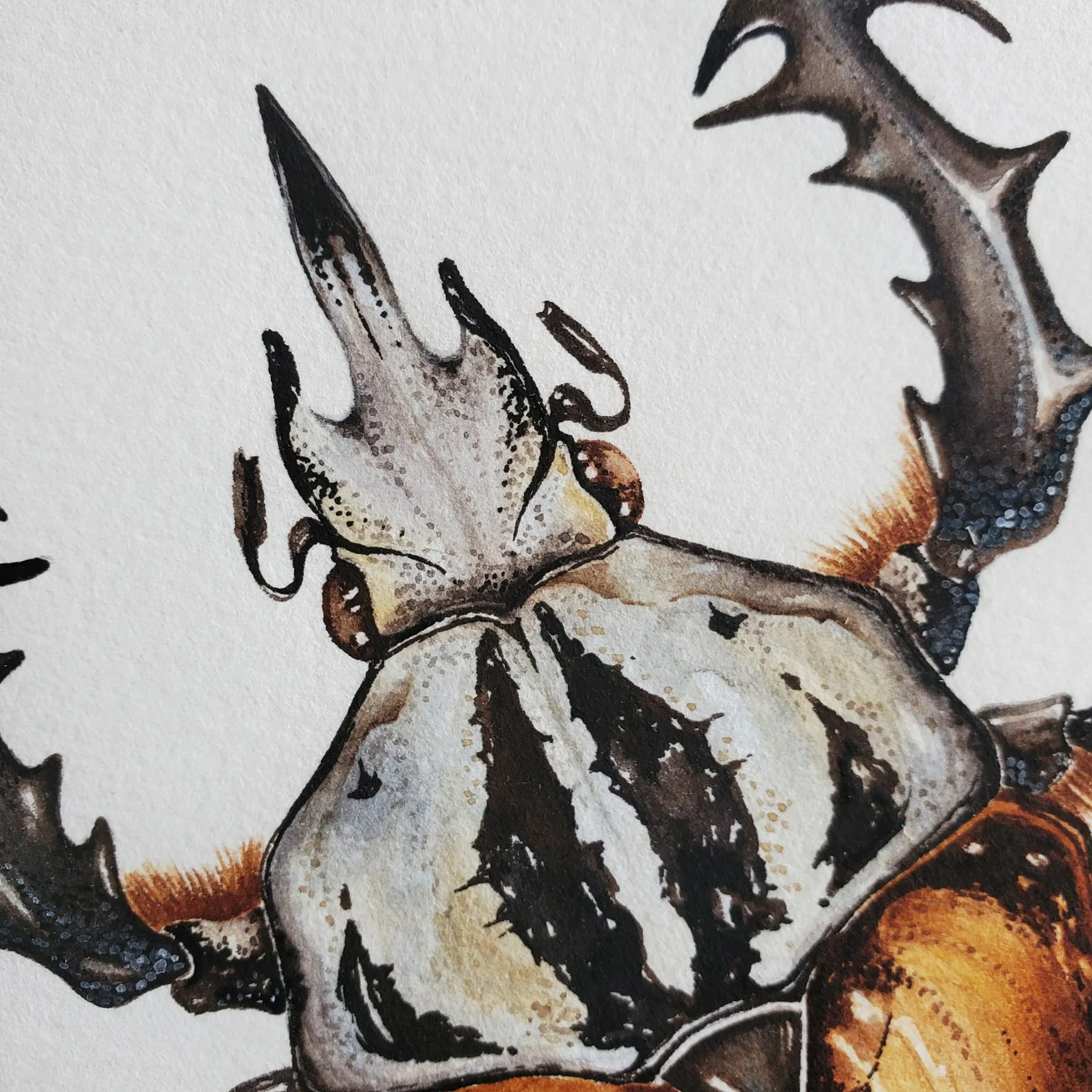 Minibeast African Flower Beetle (Mecynorrhina oberthuri) Watercolour Giclée Print