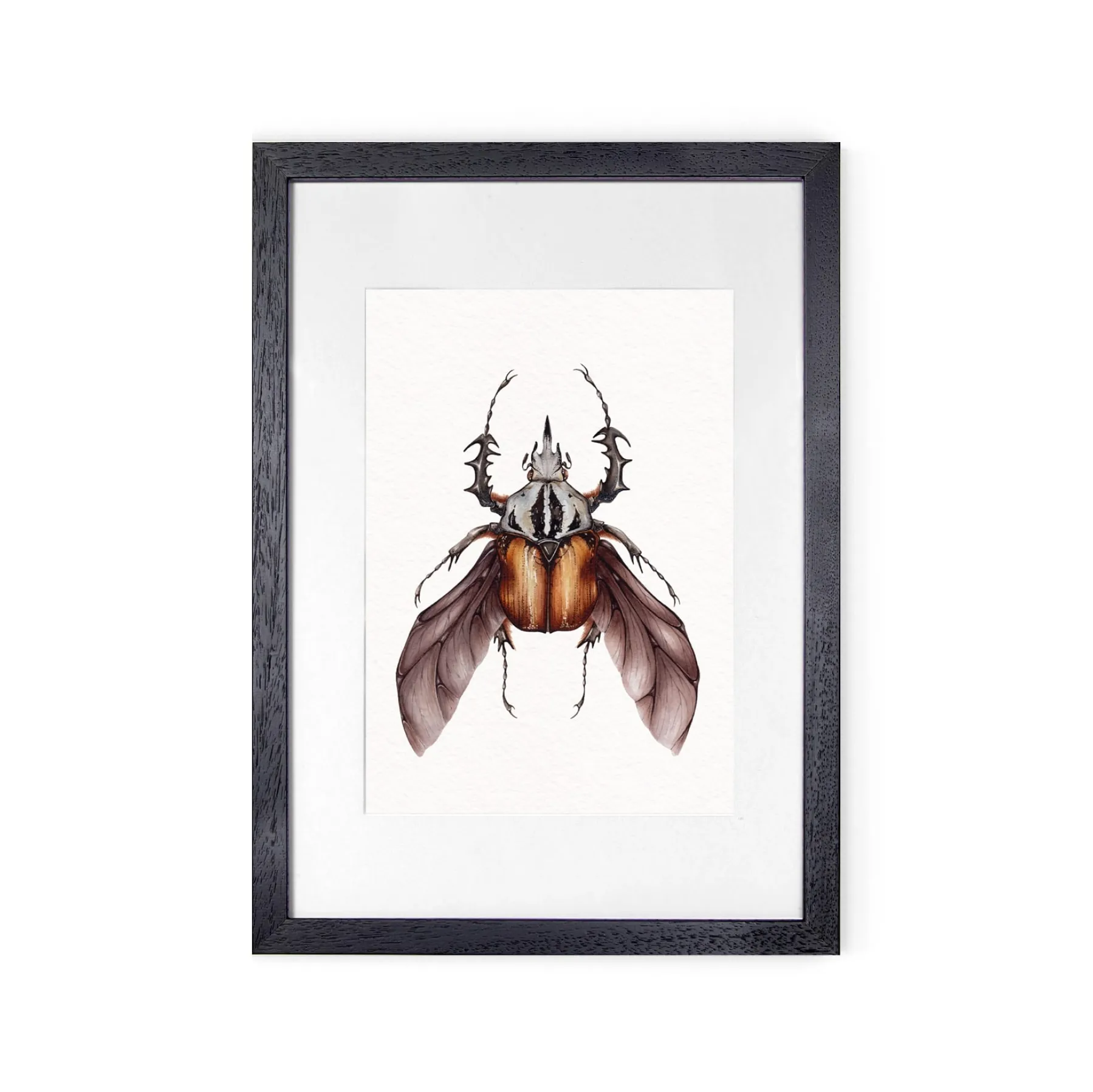 Minibeast African Flower Beetle (Mecynorrhina oberthuri) Watercolour Giclée Print