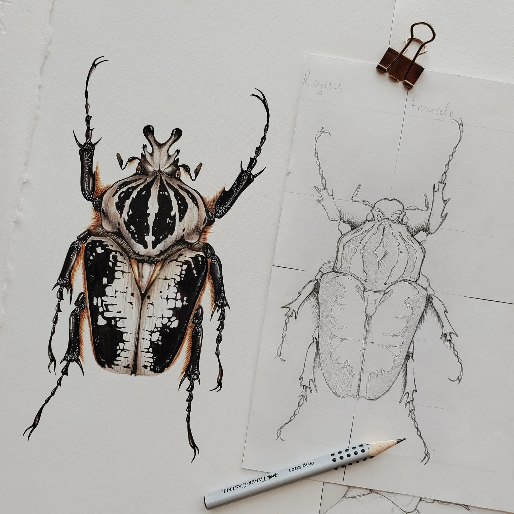 Minibeast ScarabéE Goliath Royal Mâle (Goliathus regius) Impression Giclée Aquarelle