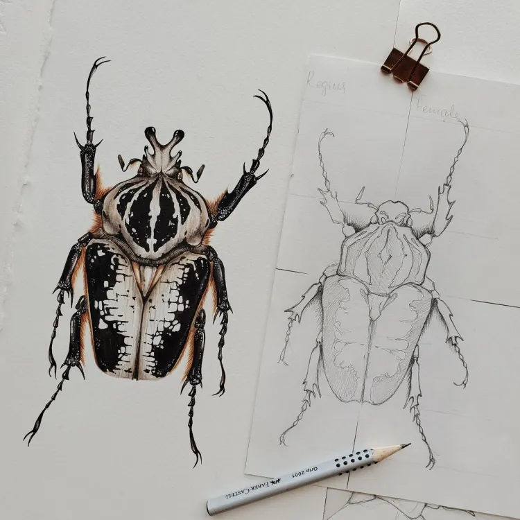Male Royal Goliath Beetle (Goliathus regius) Watercolour Giclée Print