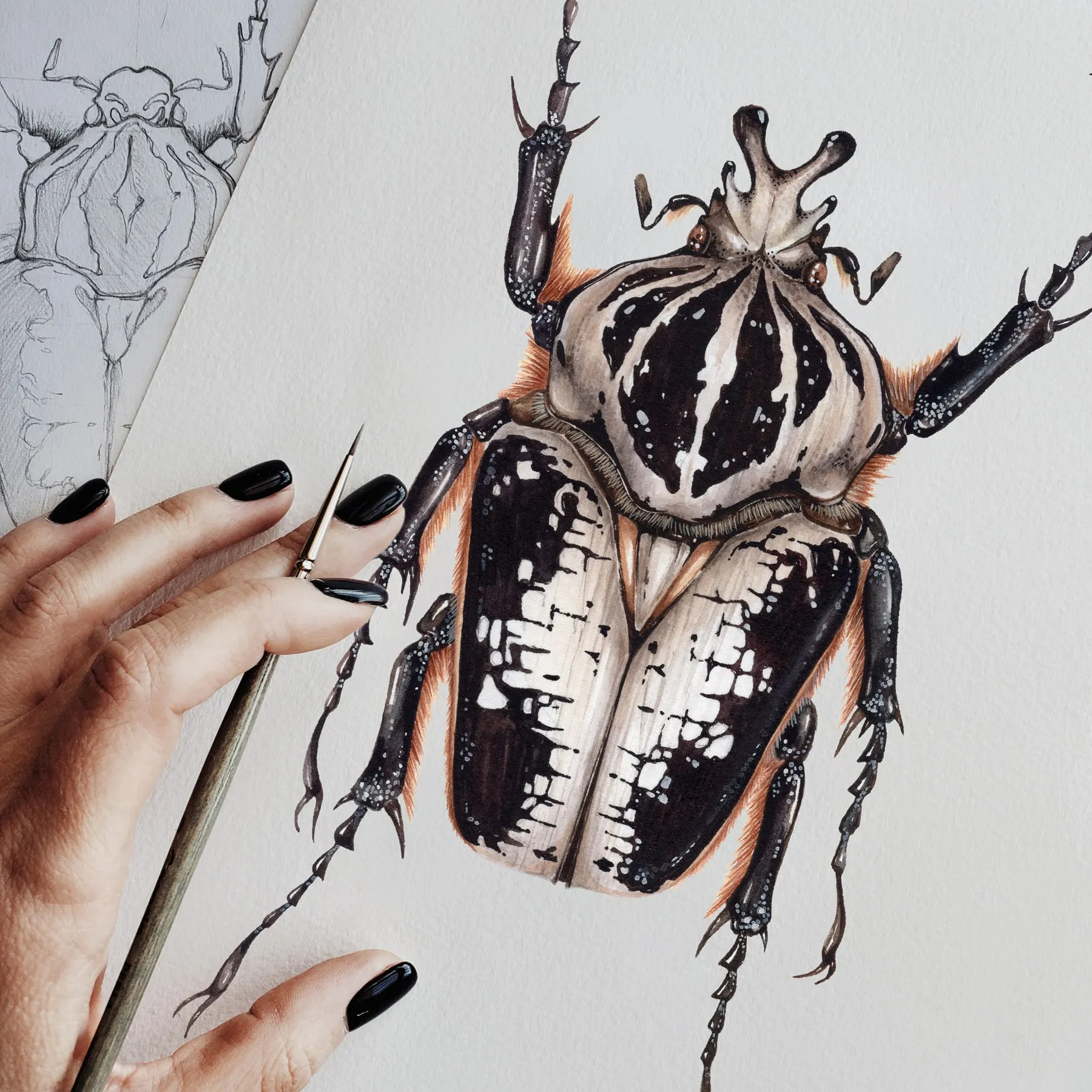 Minibeast ScarabéE Goliath Royal Mâle (Goliathus regius) Impression Giclée Aquarelle