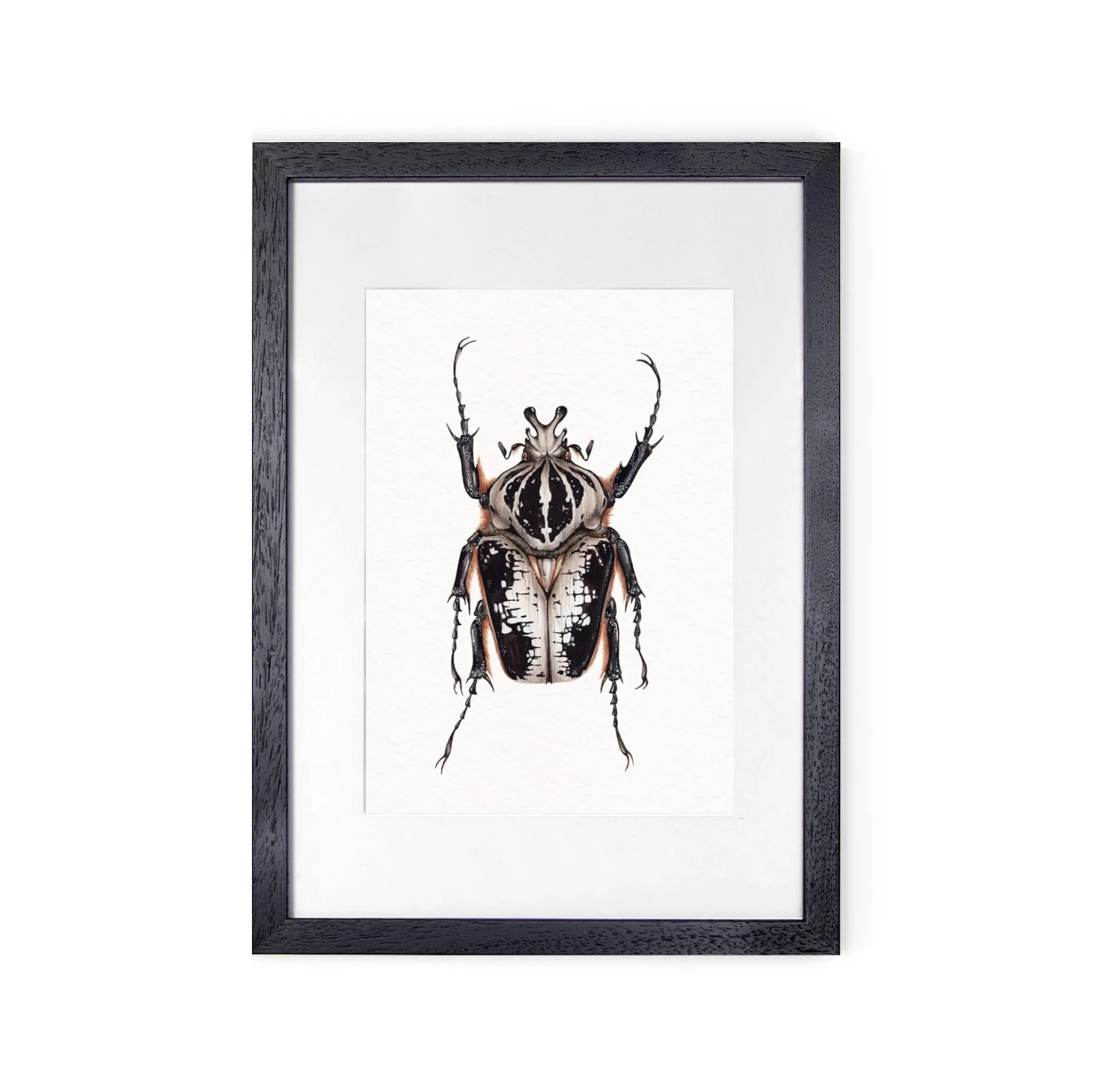 Minibeast ScarabéE Goliath Royal Mâle (Goliathus regius) Impression Giclée Aquarelle
