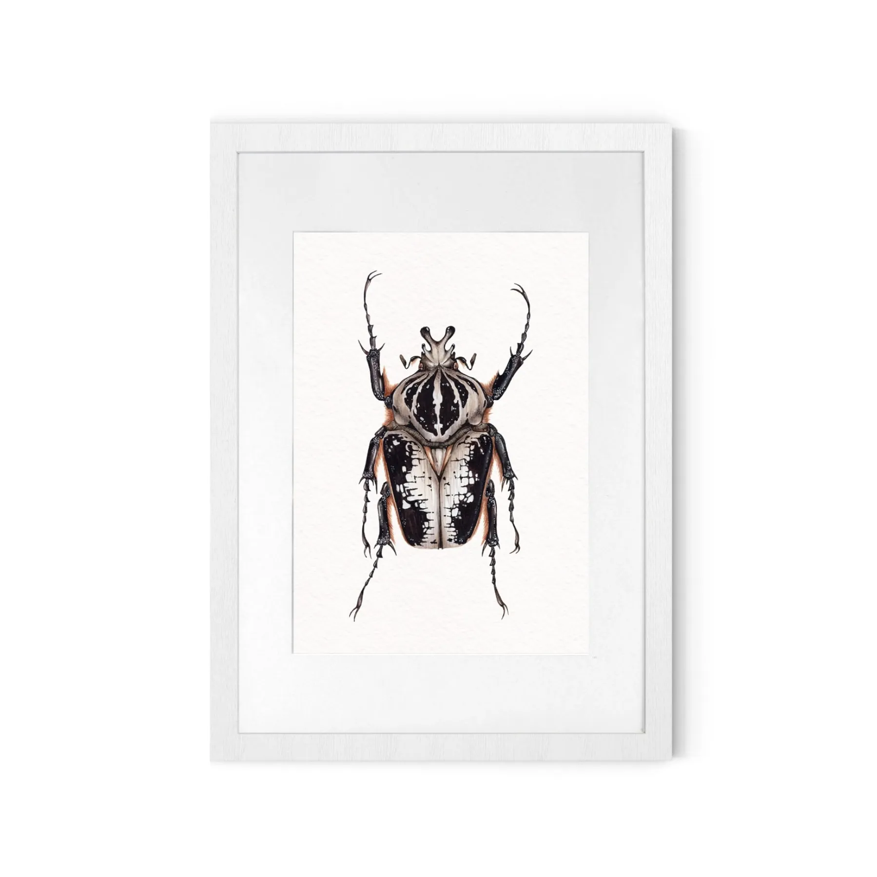 Minibeast ScarabéE Goliath Royal Mâle (Goliathus regius) Impression Giclée Aquarelle