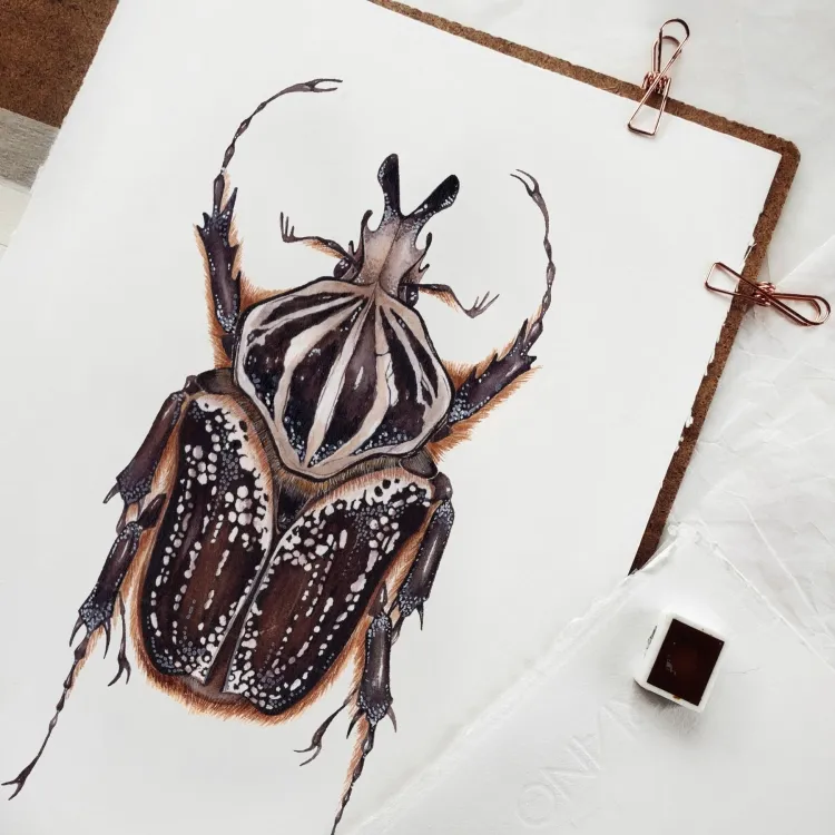Male Goliathus goliatus conspersus Watercolour Giclée Print