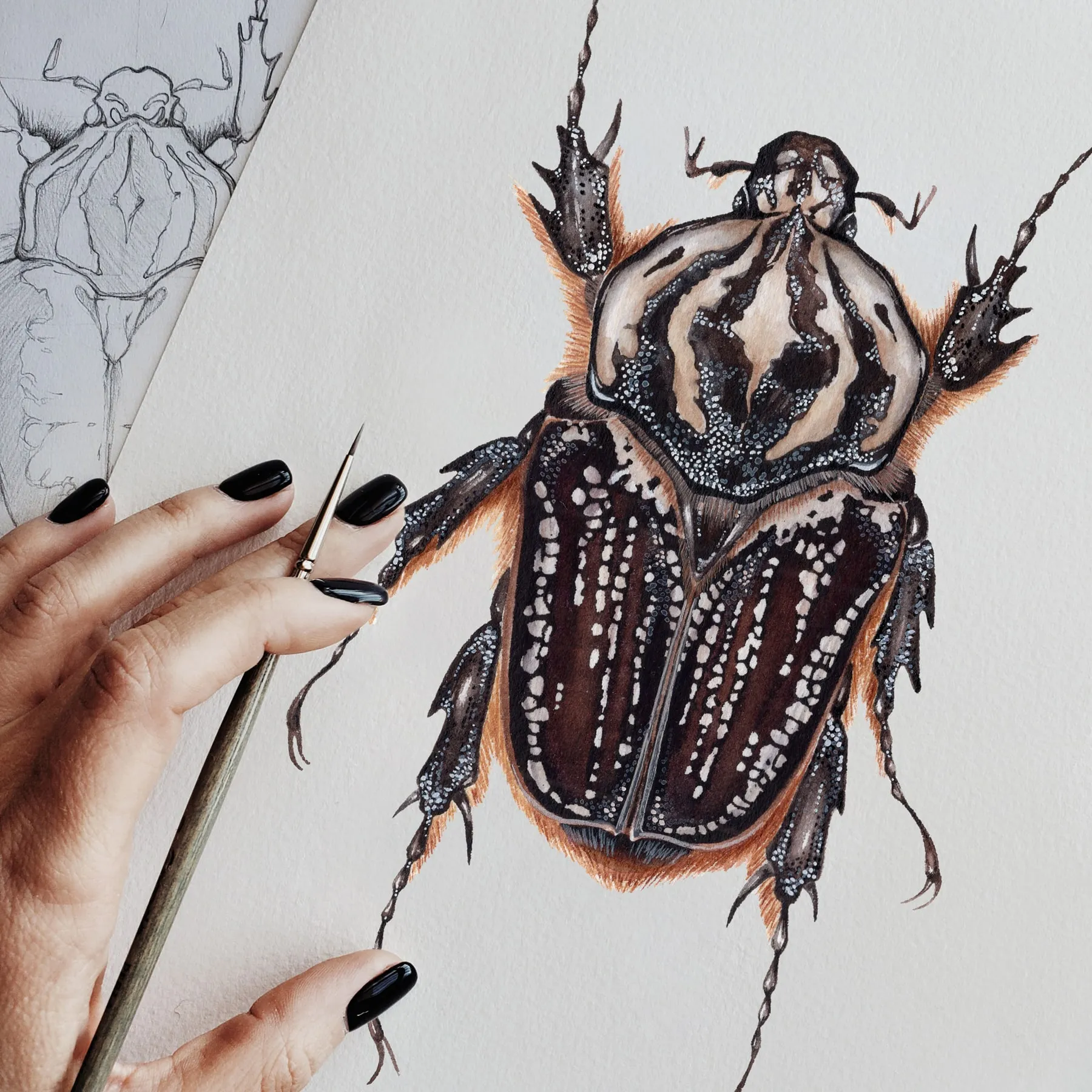 Minibeast Femmina Goliathus goliatus conspersus stampa Giclée ad acquerello