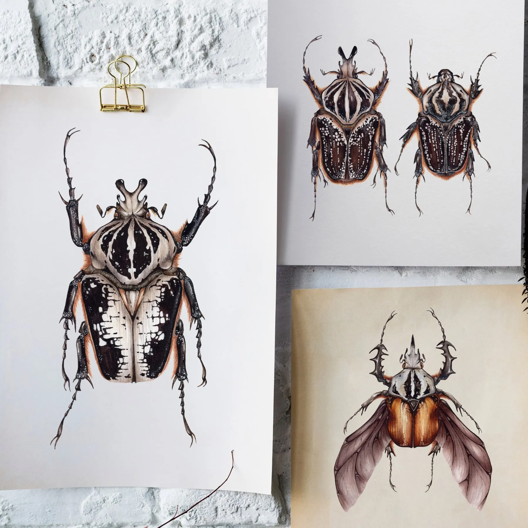 Minibeast Femmina Goliathus goliatus conspersus stampa Giclée ad acquerello