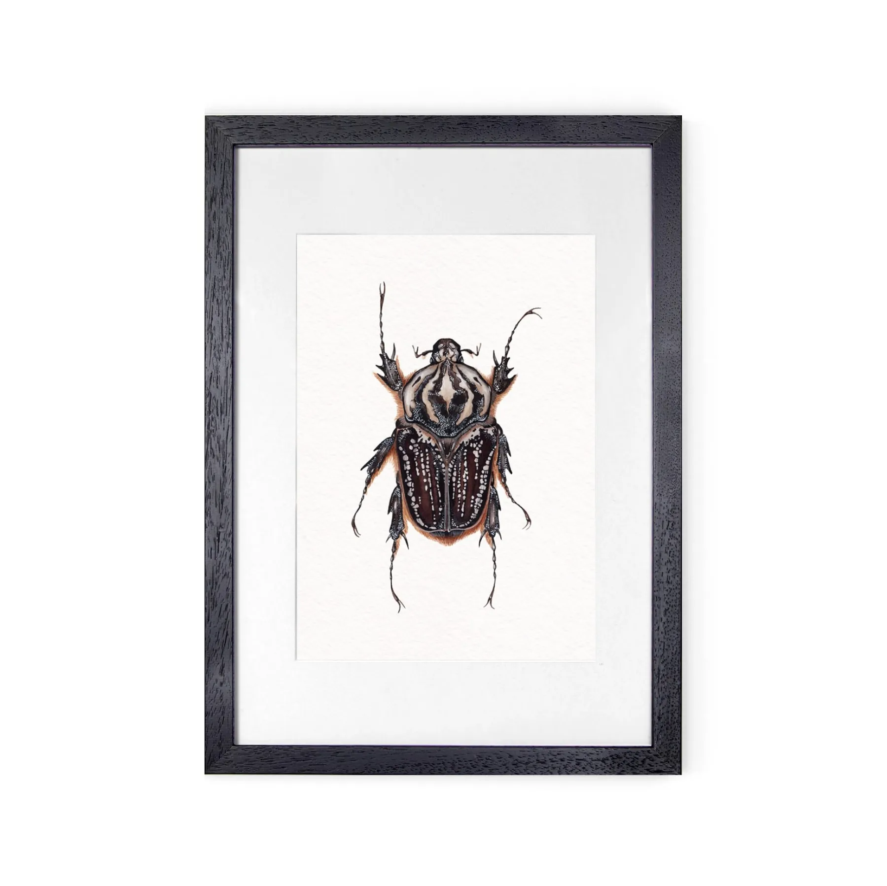 Minibeast Femmina Goliathus goliatus conspersus stampa Giclée ad acquerello