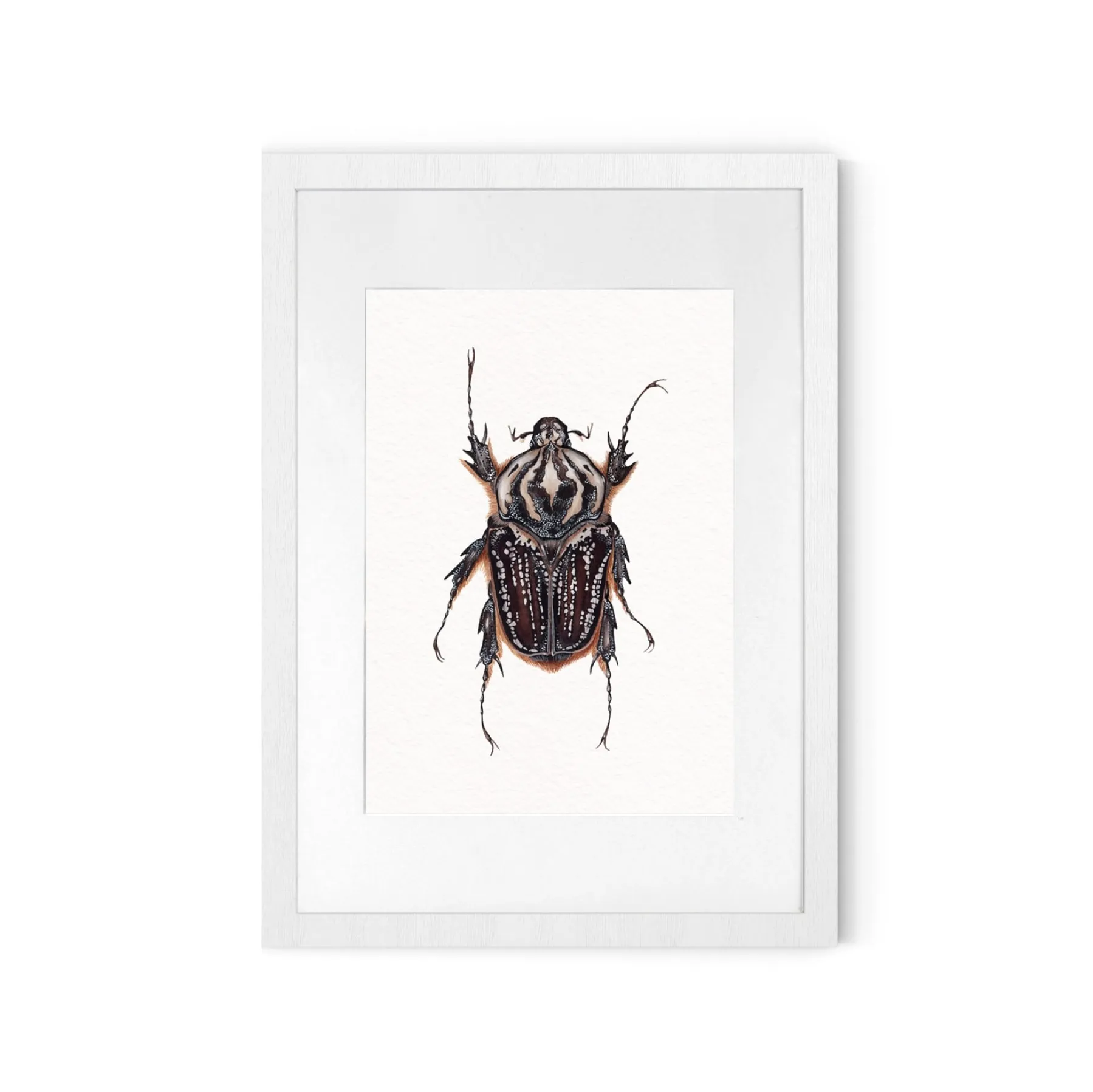 Minibeast Femmina Goliathus goliatus conspersus stampa Giclée ad acquerello