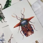 Minibeast Ornate Shield Bug (Pygoplatys lancifer) Watercolour Giclée Print